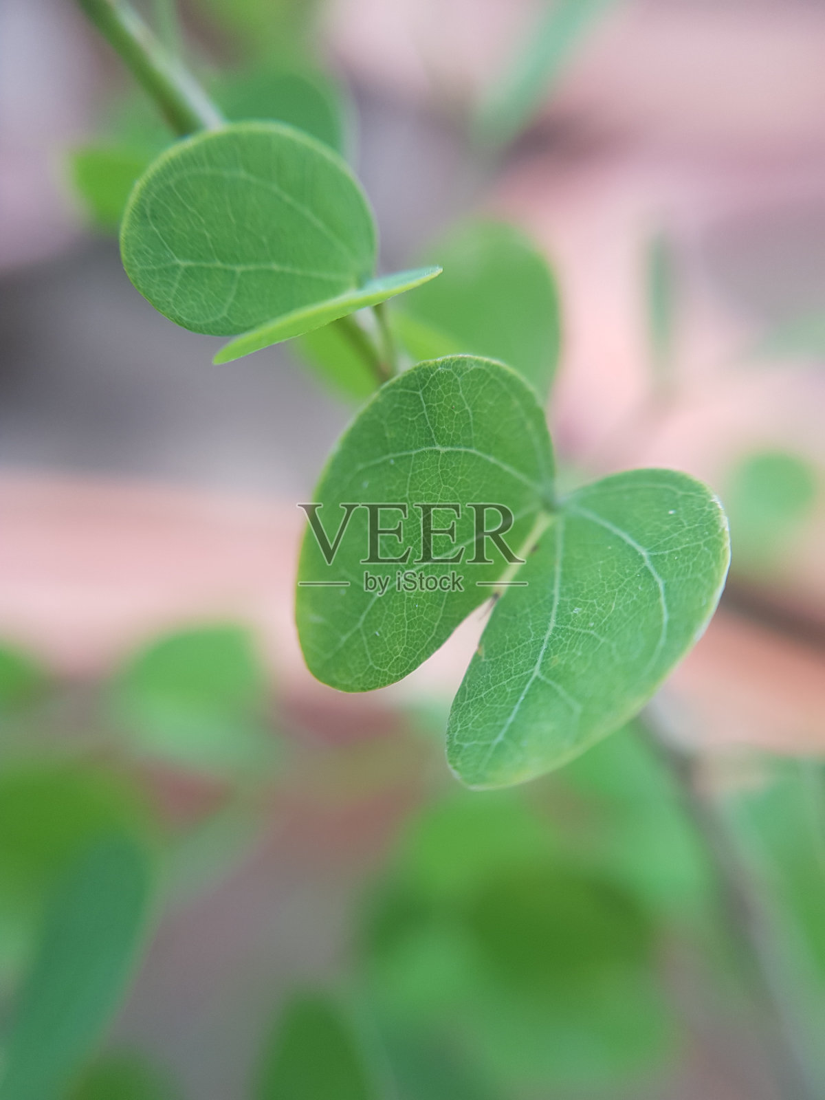 蝴蝶形叶子的特写图像照片摄影图片