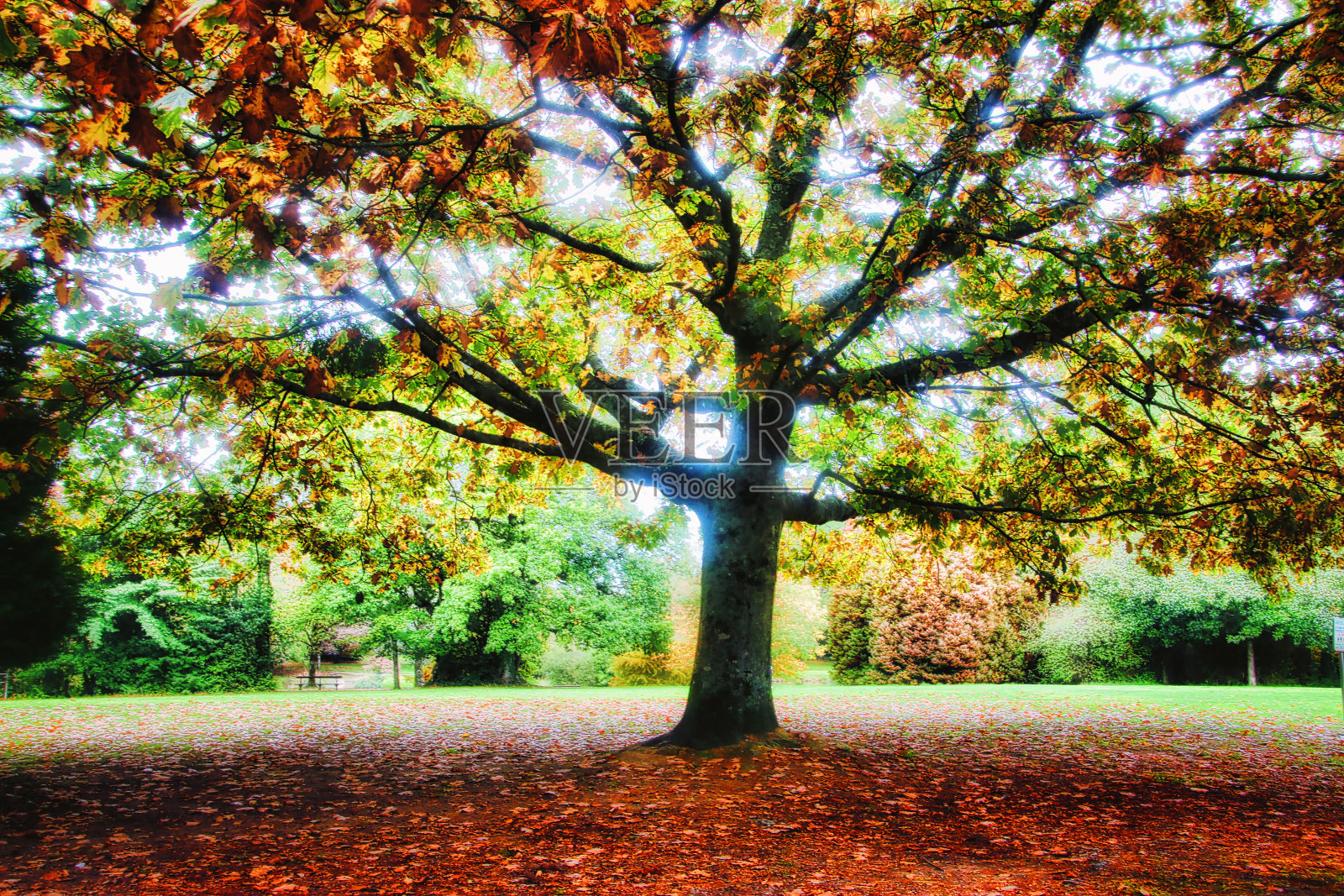 奥特姆内照片摄影图片