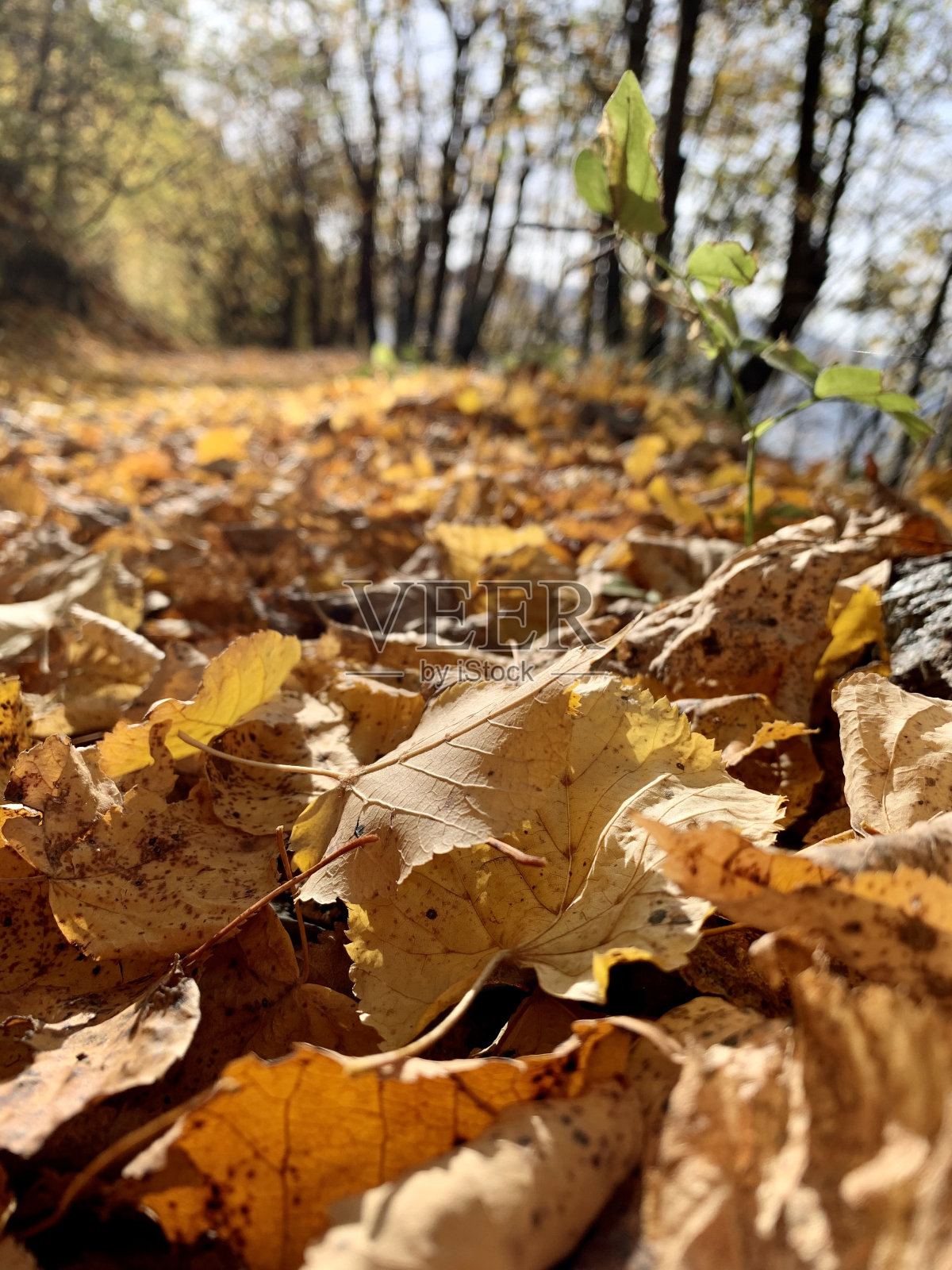 黄金的秋季照片摄影图片