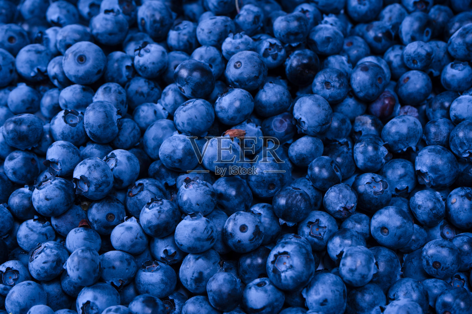 新鲜蓝莓背景。质感蓝莓莓接近。照片摄影图片