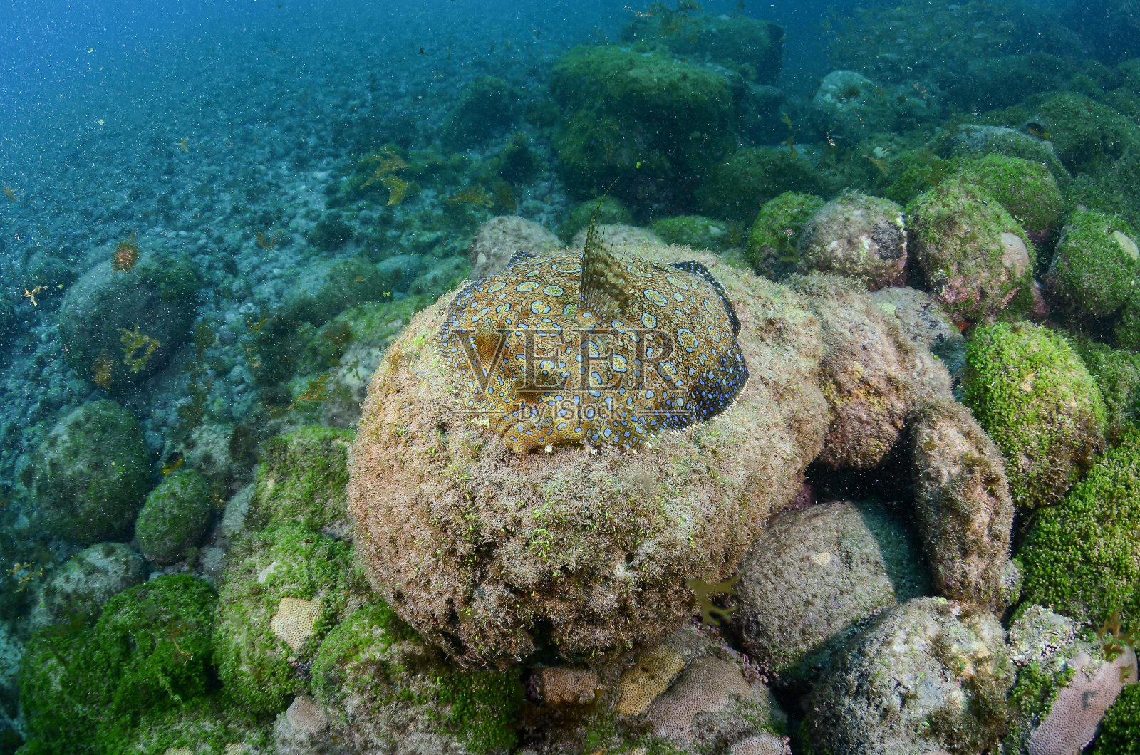 巴西费尔南多·迪诺罗尼亚的比目鱼。海洋生物照片摄影图片