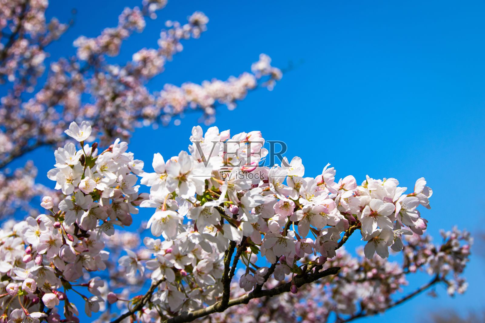 特写镜头的树枝与盛开的白粉色樱花照片摄影图片
