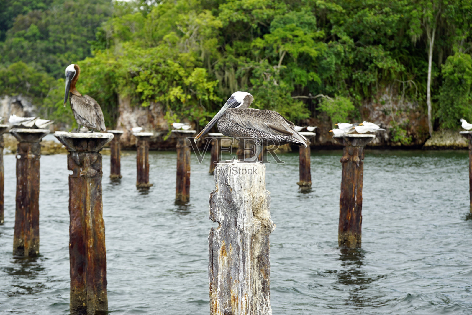 多米尼加共和国照片摄影图片