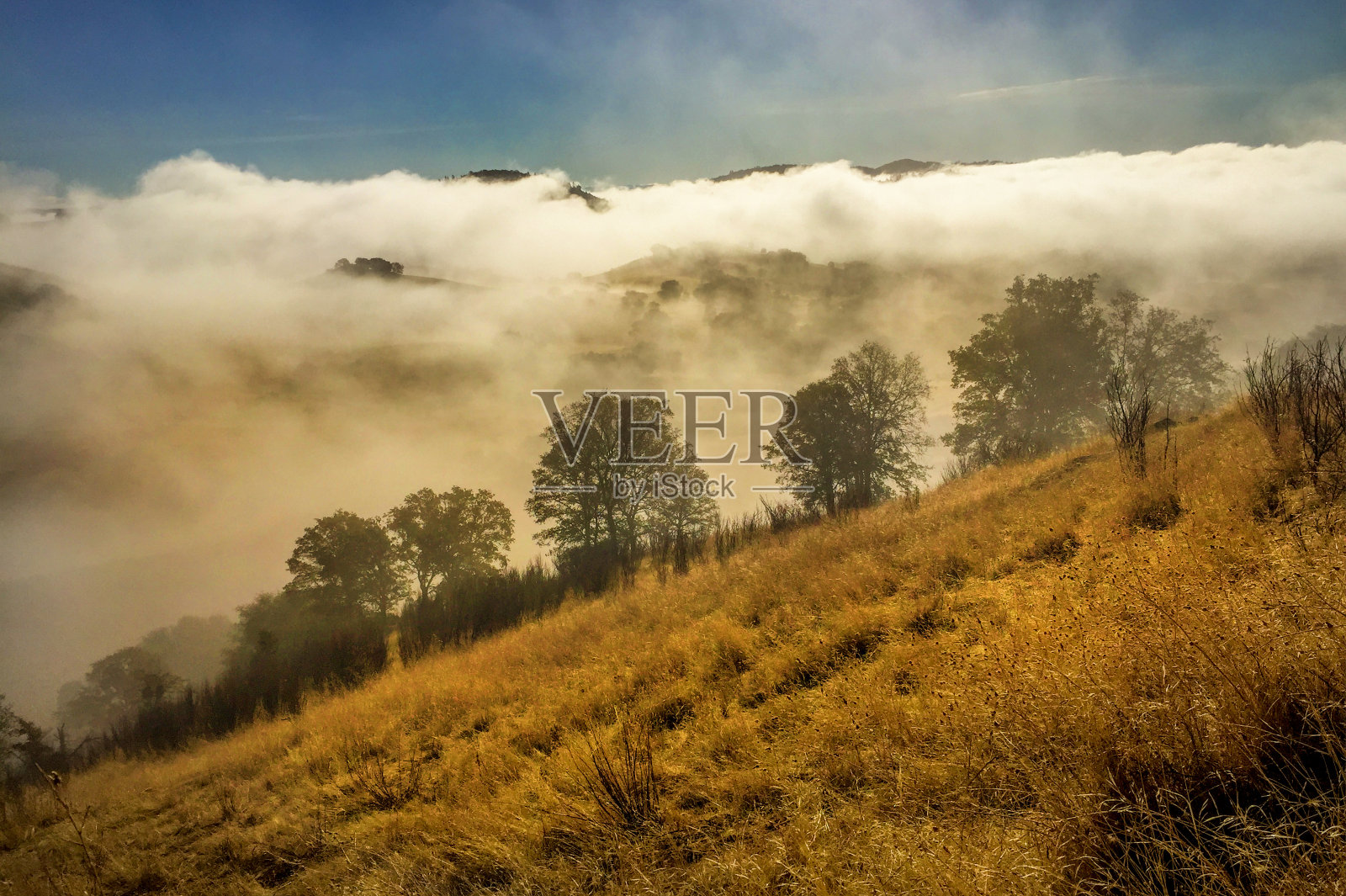福格和橡树,加利福尼亚照片摄影图片