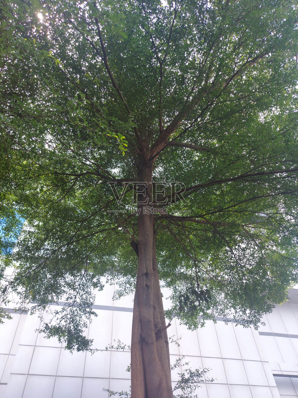 一棵有很多叶子的大树照片摄影图片