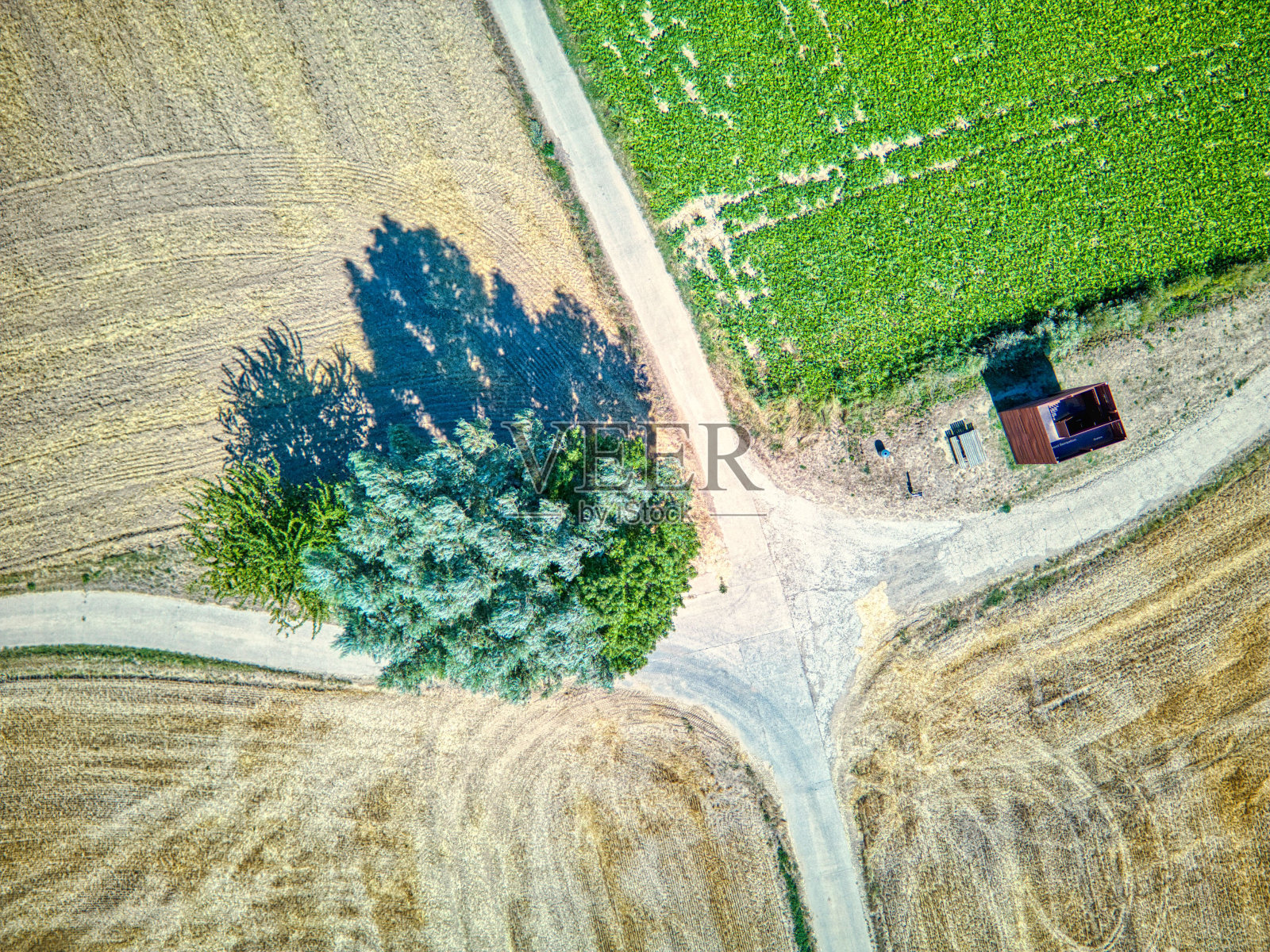 鸟瞰图,绿色农业领域与生长的树木照片摄影图片