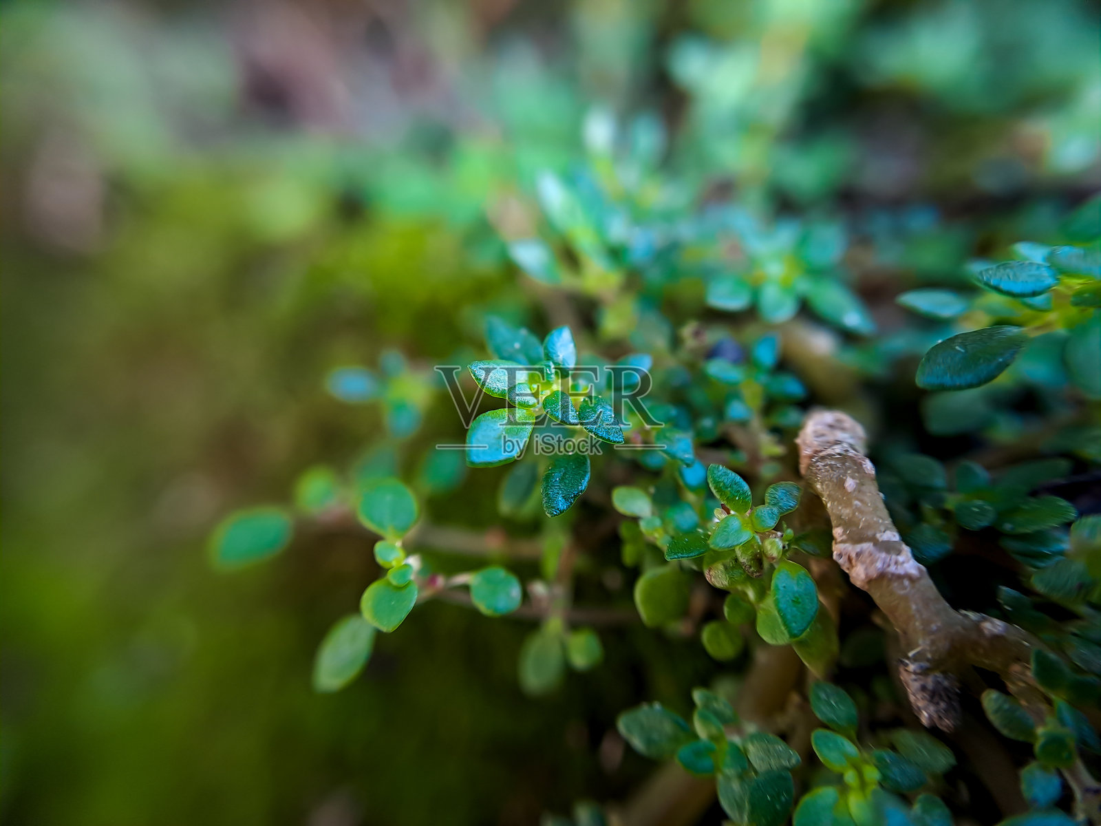 叶牛膝草或水牛膝草是属于玄参科的植物。它是一种多汁的食物储备,无毛或光滑,无毛匍匐草本植物照片摄影图片
