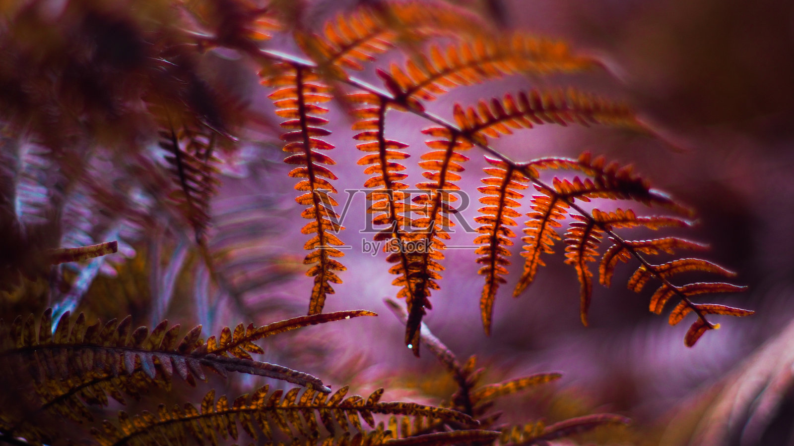 蕨类植物野生照片摄影图片