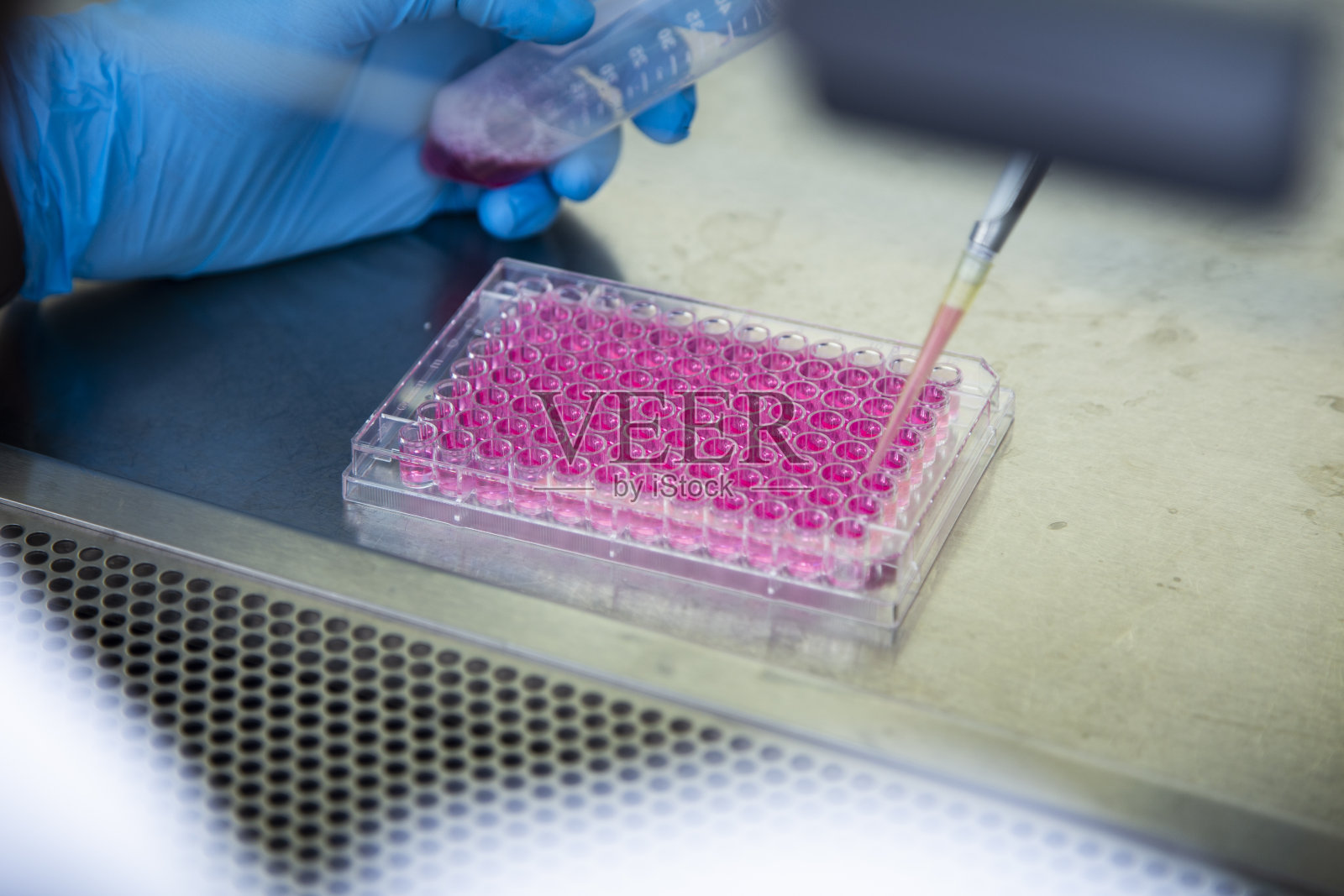 细胞培养照片摄影图片