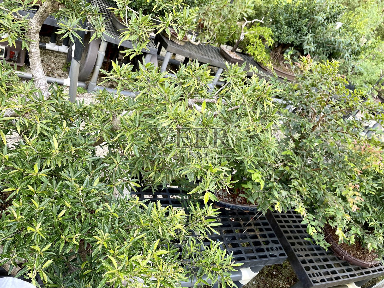 植物生命照片摄影图片