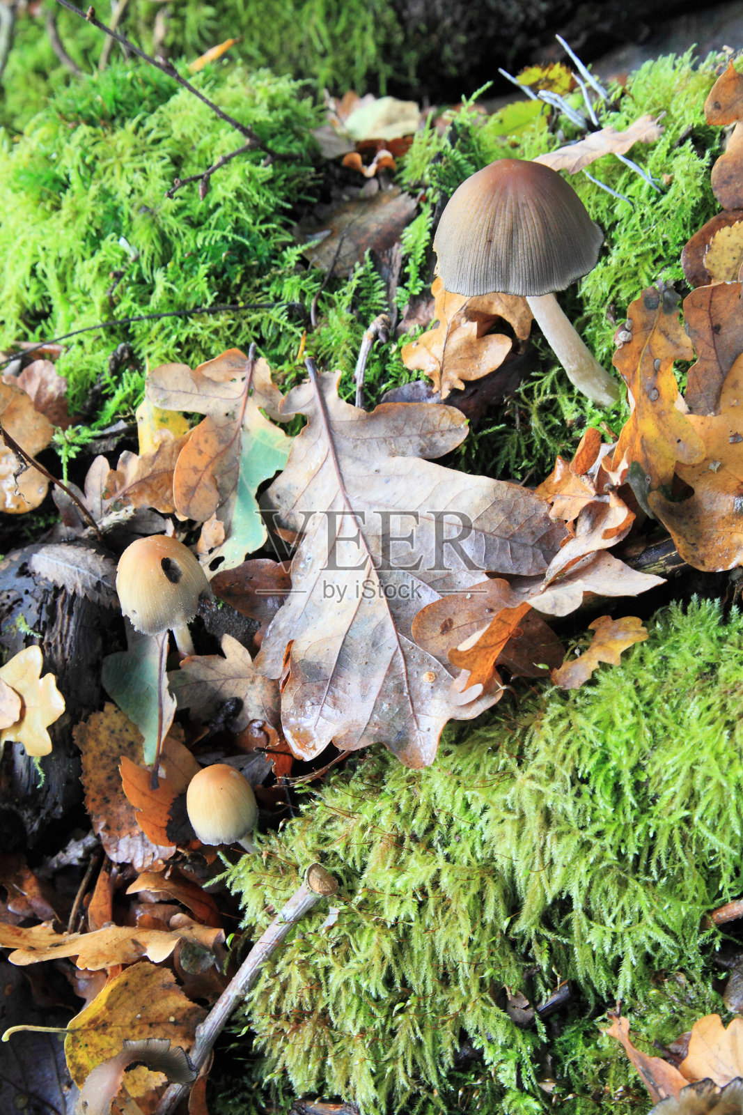 毒菌和苔藓照片摄影图片