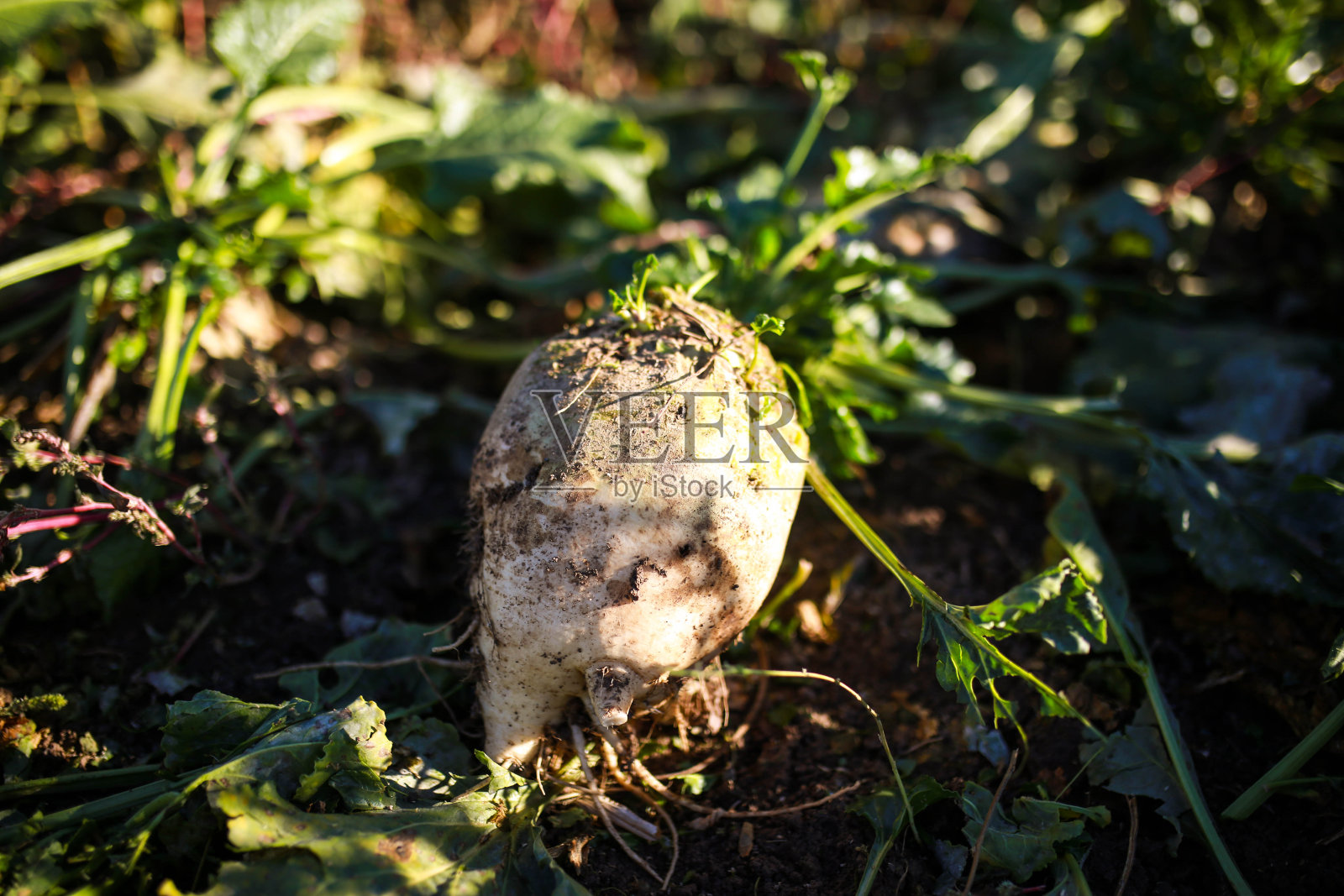甜菜照片摄影图片
