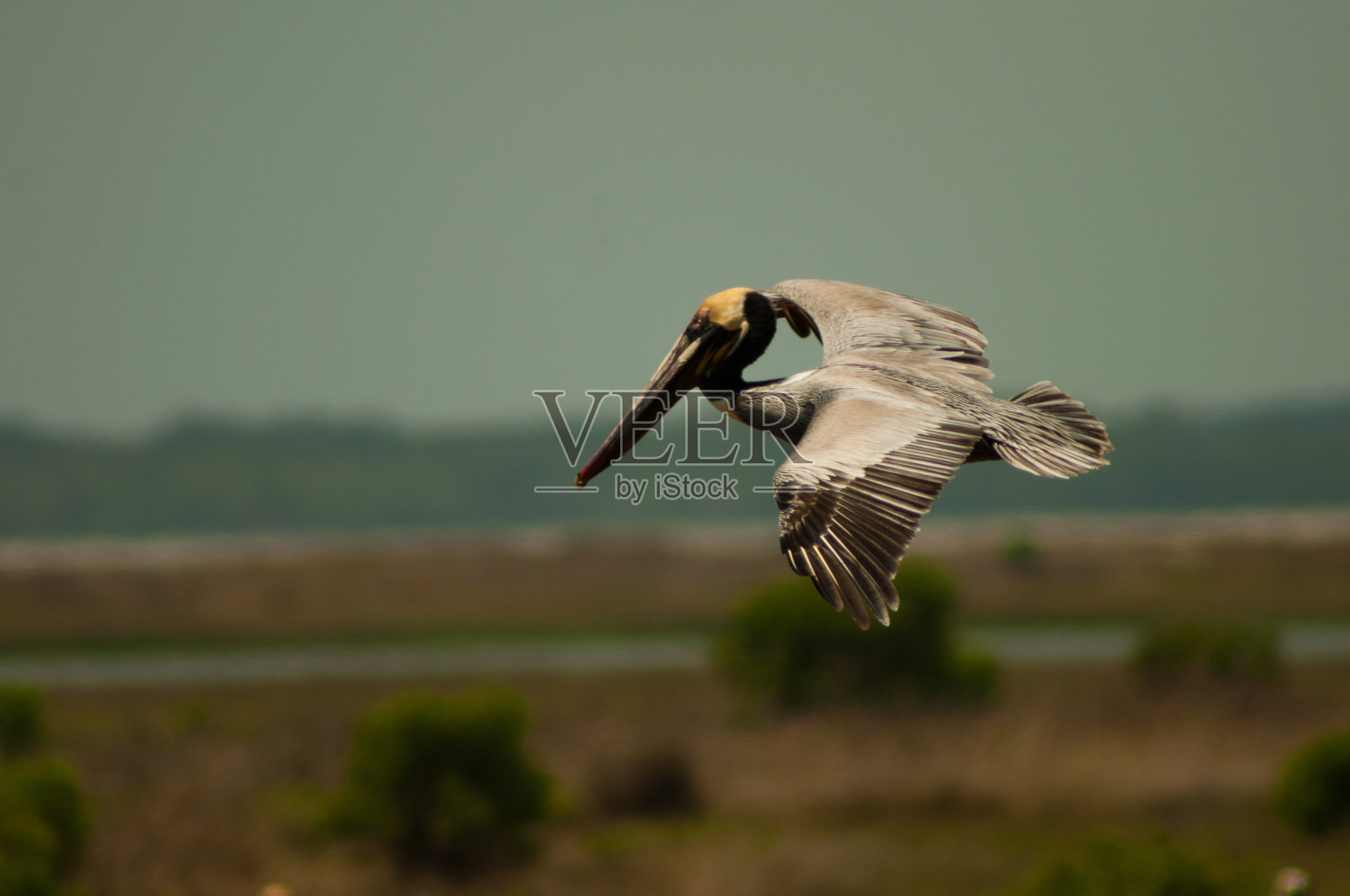 飞行中的褐鹈鹕特写照片摄影图片