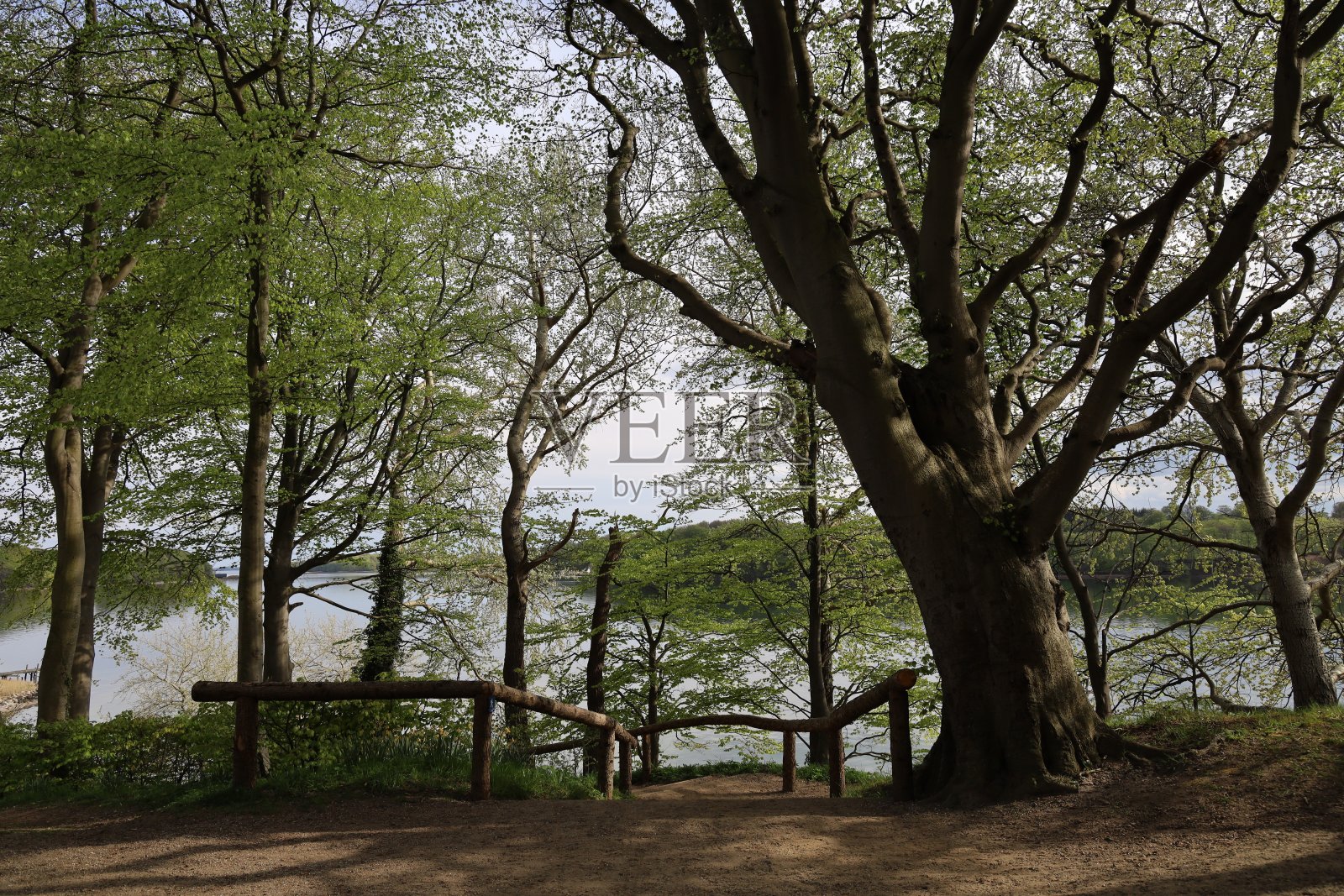 美丽的森林,在阴云密布的天空下,有绿色的种植园和树木照片摄影图片