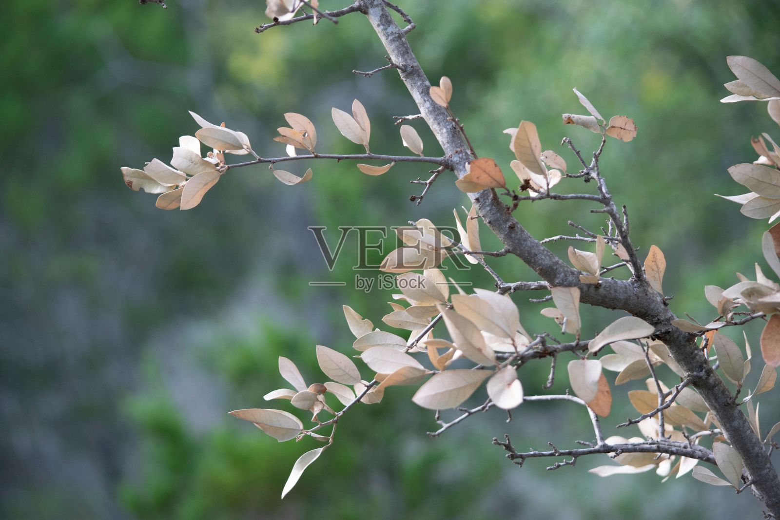 花园里生长的一棵美丽的树的特写镜头照片摄影图片