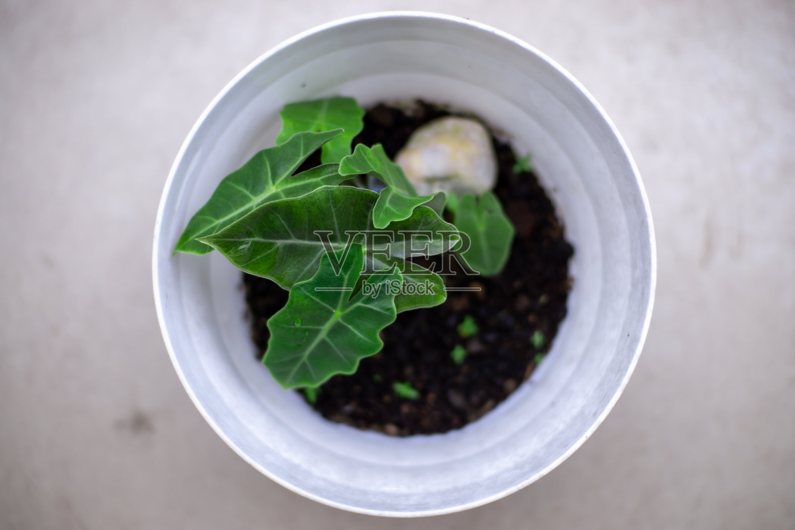 花盆中的装饰植物,孤立在白色背景上照片摄影图片