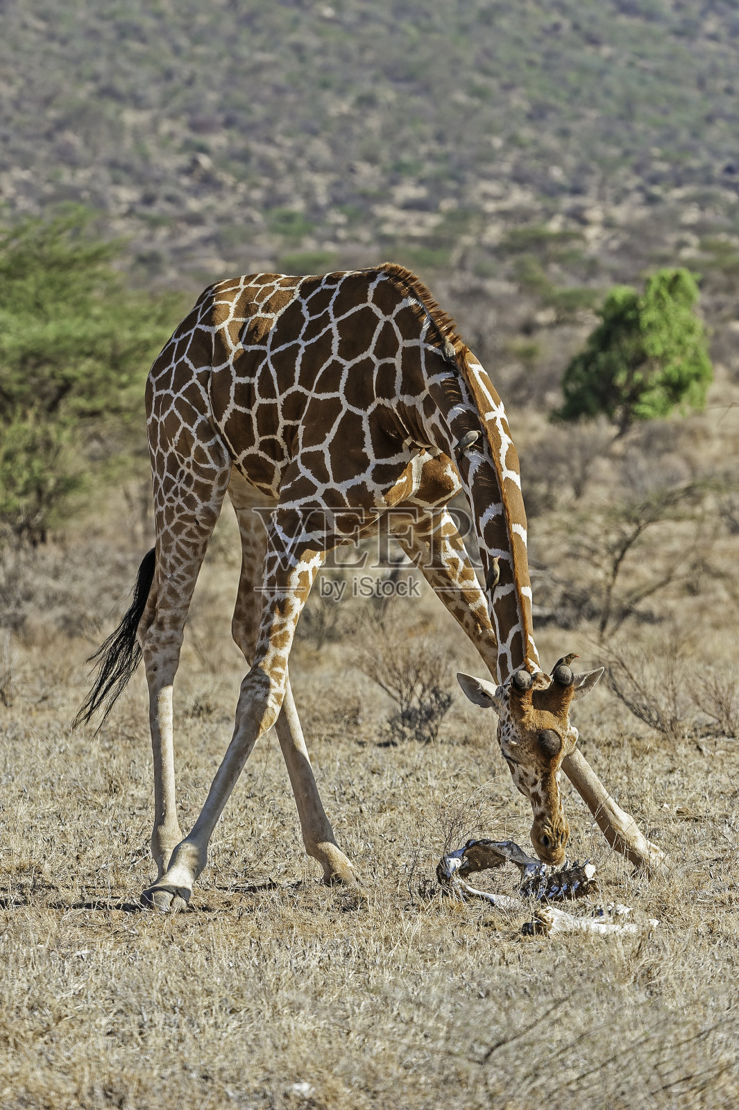 网状长颈鹿(Giraffa camelopardalis reticulata),也被称为索马里长颈鹿。肯尼亚桑布鲁国家保护区。闻到骨头。照片摄影图片