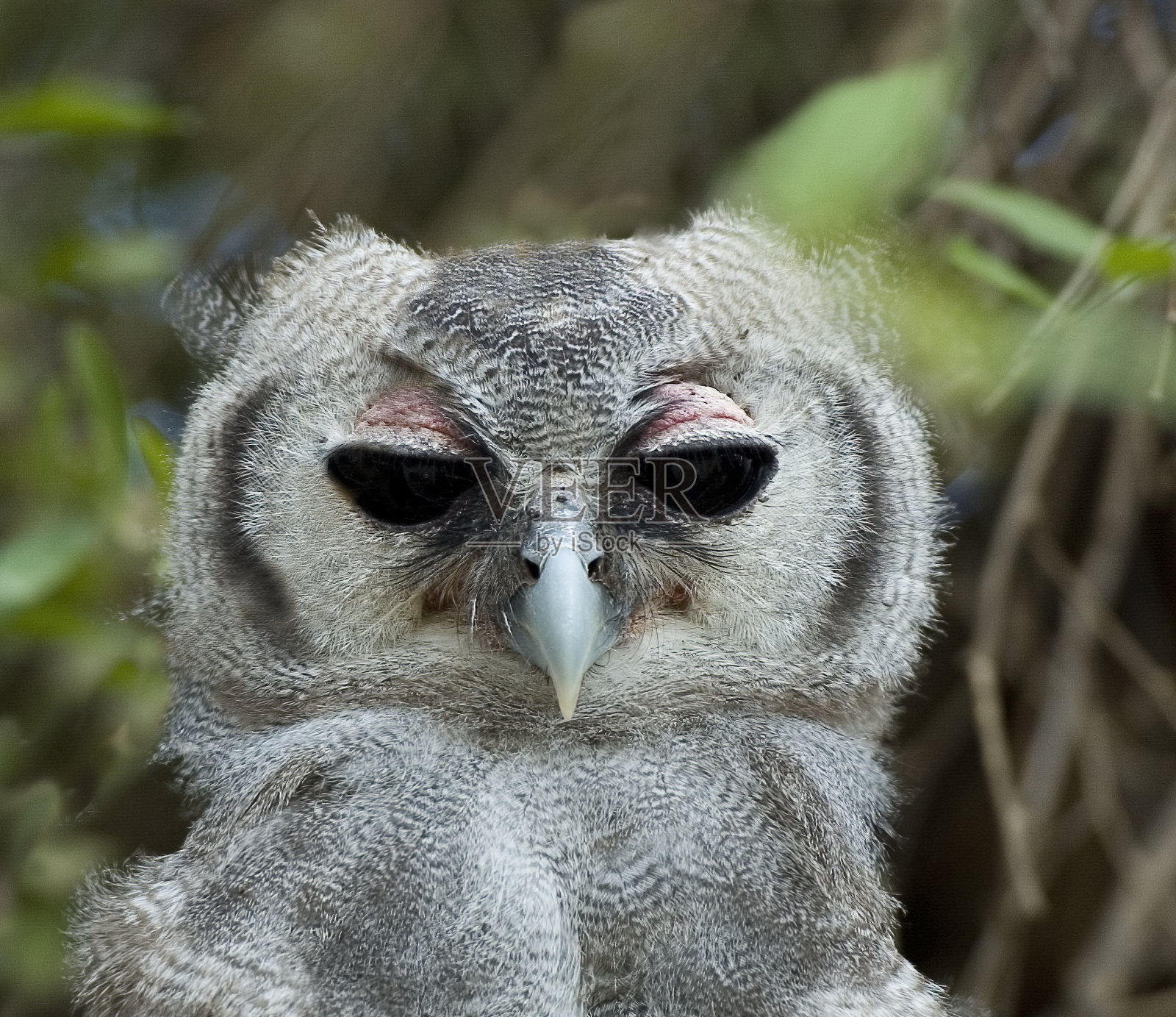 Verreaux's Eagle-Owl, Bubo lacteus(也被称为乳鹰猫头鹰或巨鹰猫头鹰,是鹰科的一员,是最大的非洲猫头鹰。这种猫头鹰是世界上第三重的猫头鹰。肯尼亚桑布鲁国家保护区。照片摄影图片