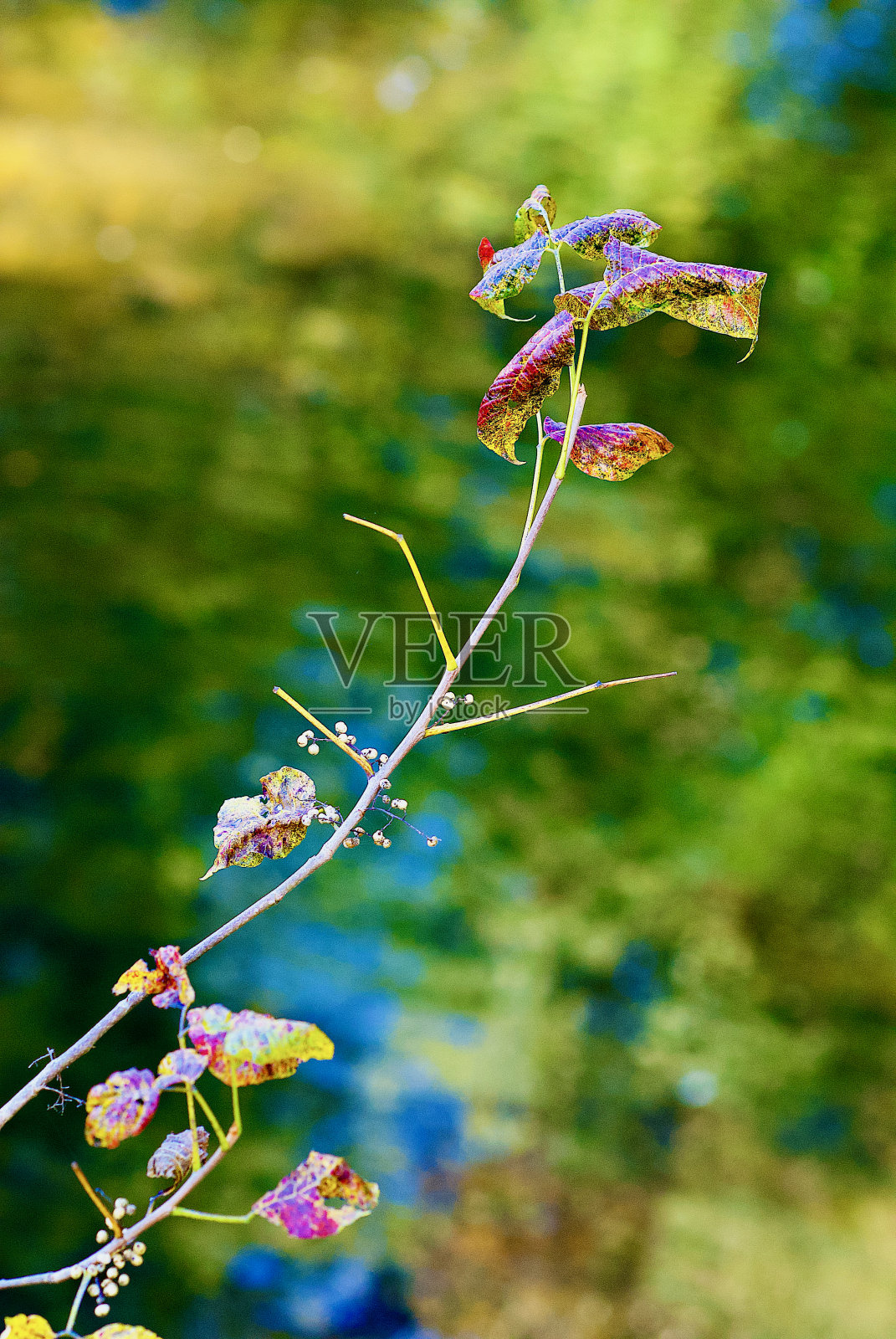 秋天带浆果的毒葛照片摄影图片