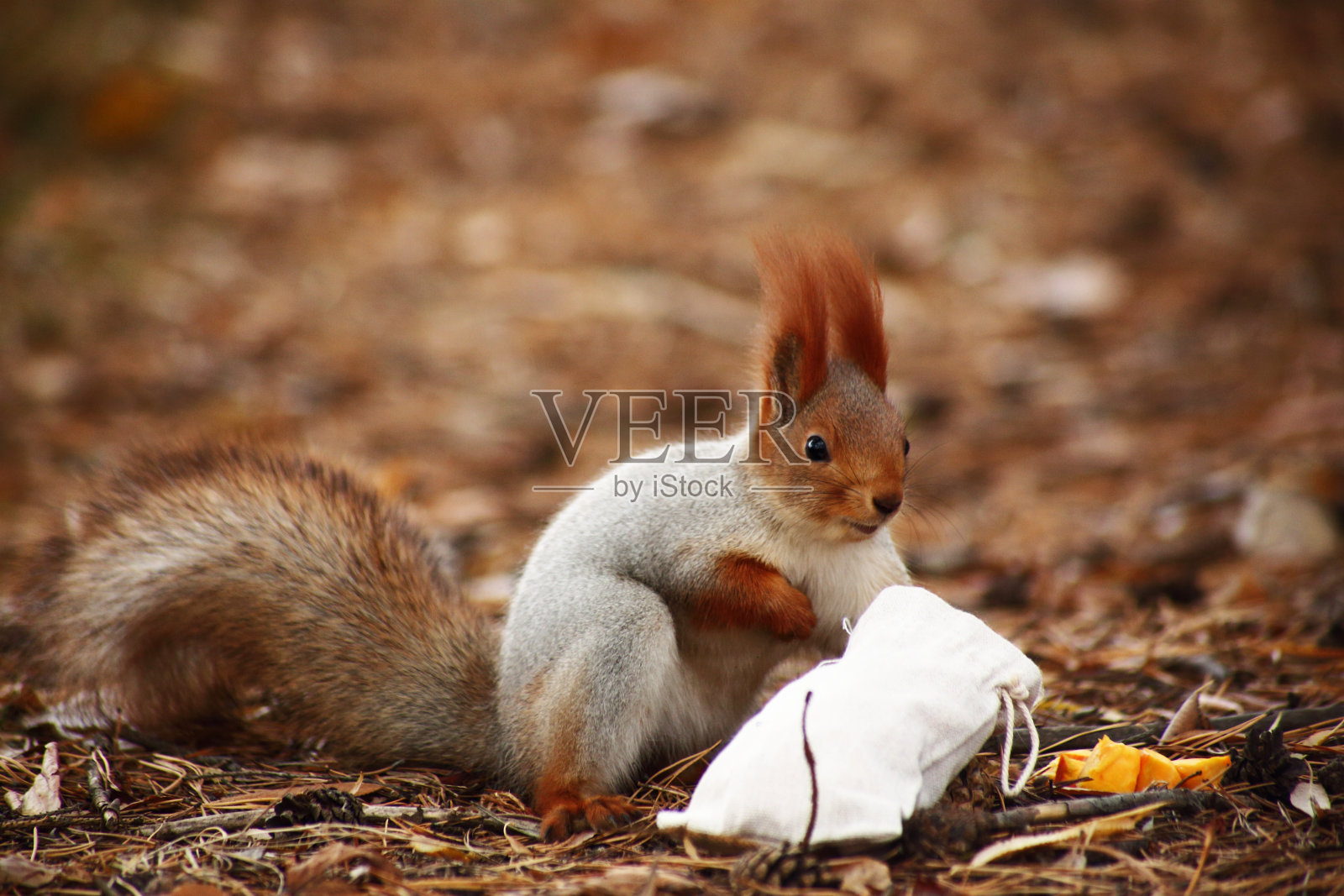秋天公园里可爱的松鼠拿着一袋食物的特写照片摄影图片