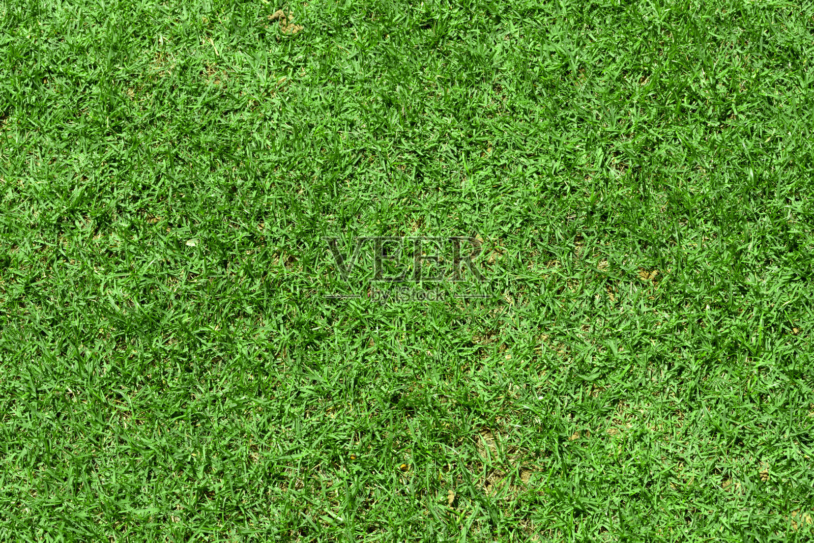 绿色的草地纹理为背景。照片摄影图片