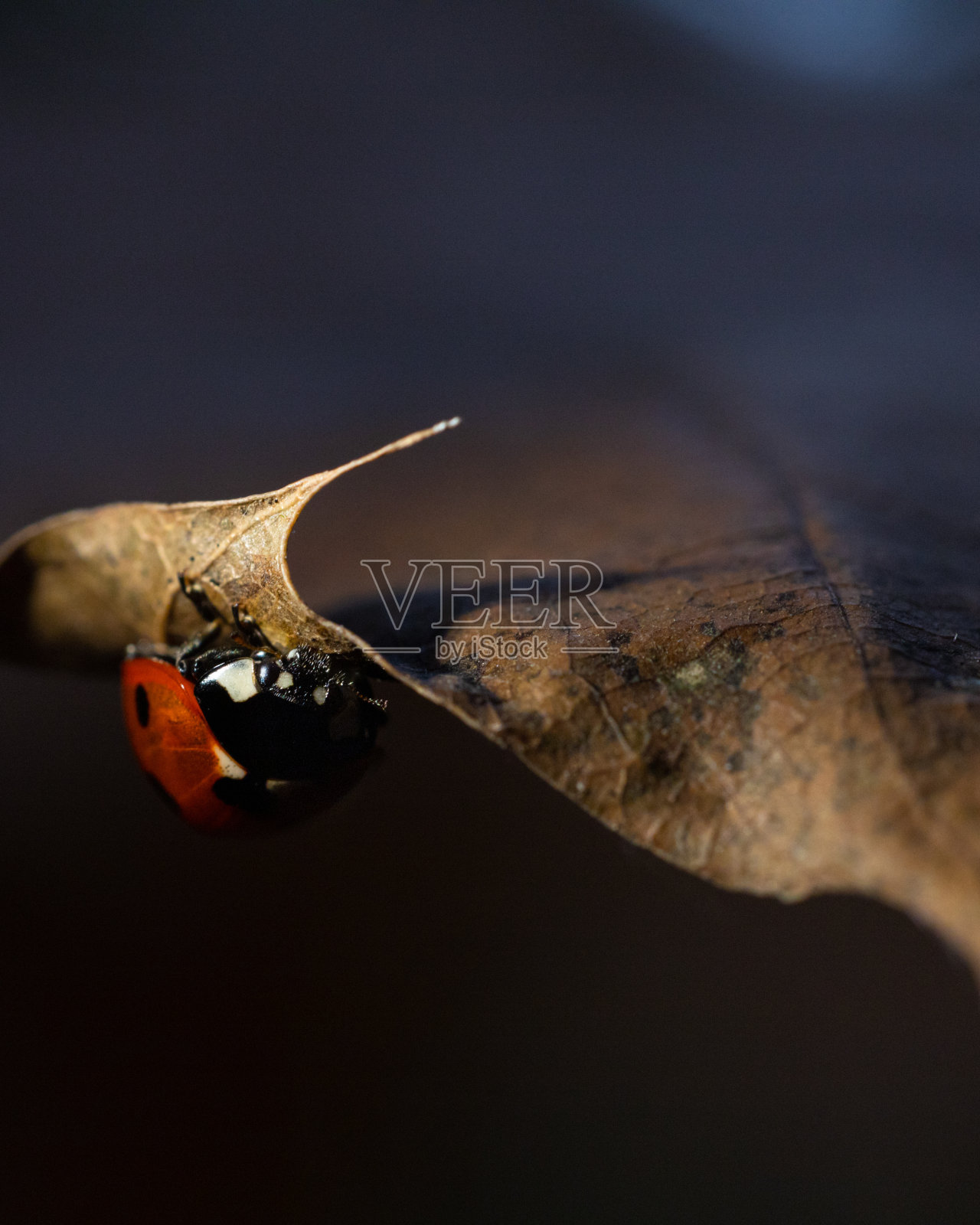 瓢虫倒立在一片叶子上照片摄影图片