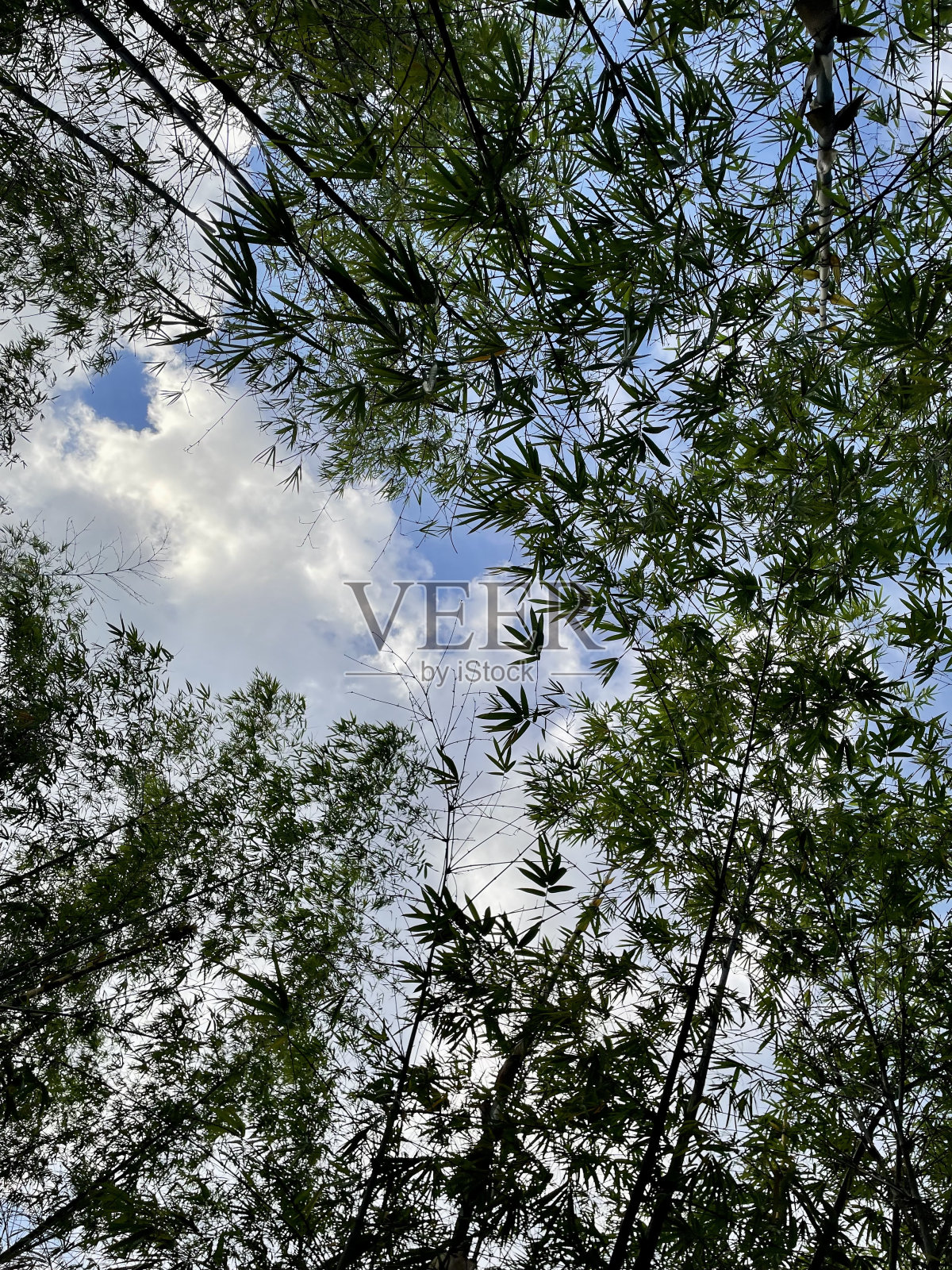 竹树照片摄影图片