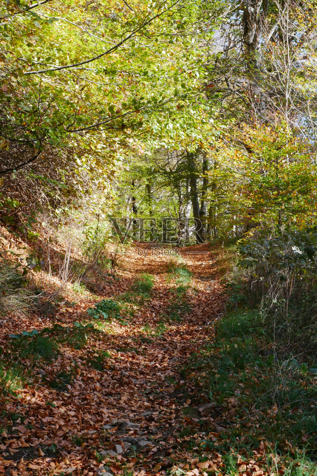 徒步行走在森林的山麓小径上照片摄影图片