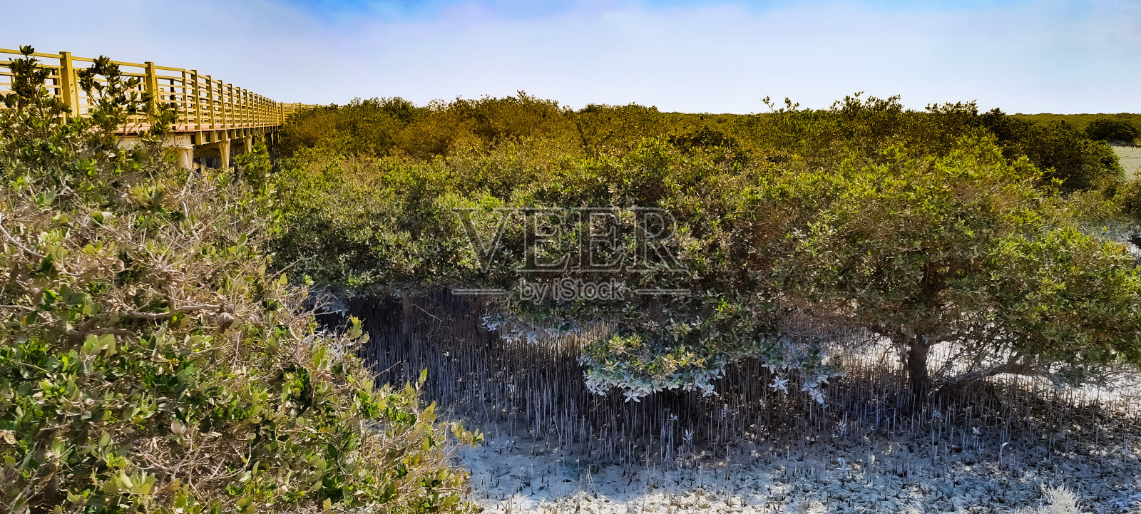红树林照片摄影图片