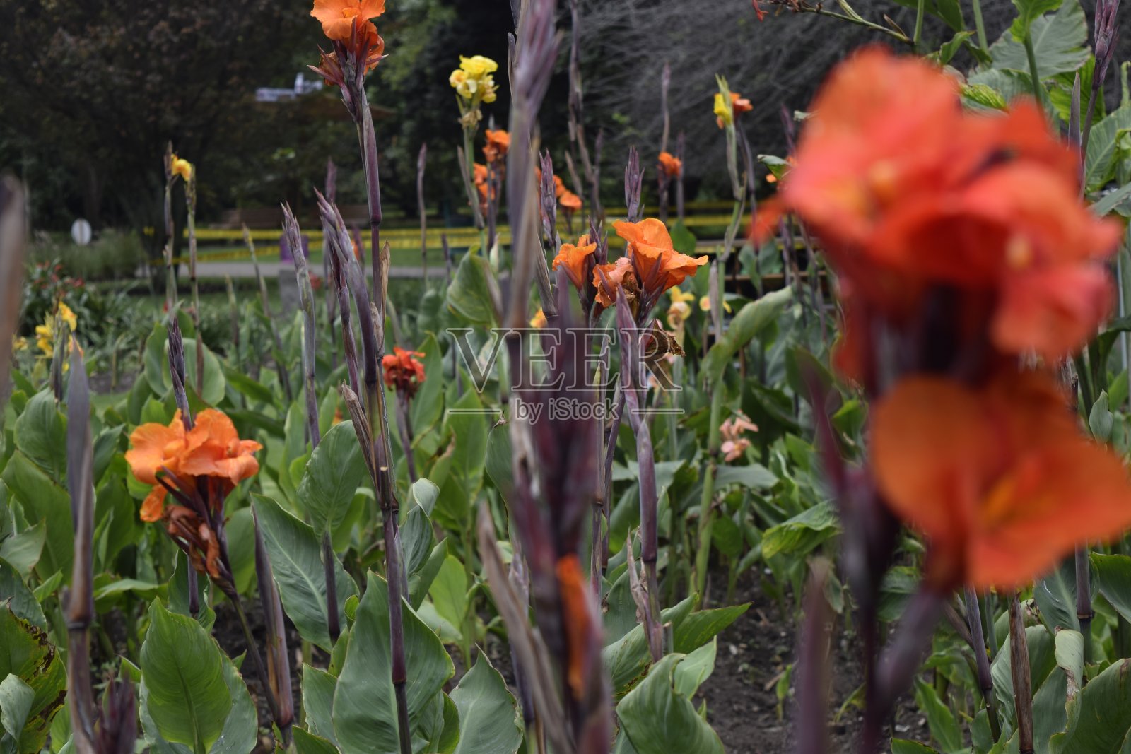 选择焦点拍摄美丽的美人蕉百合生长在花园里照片摄影图片