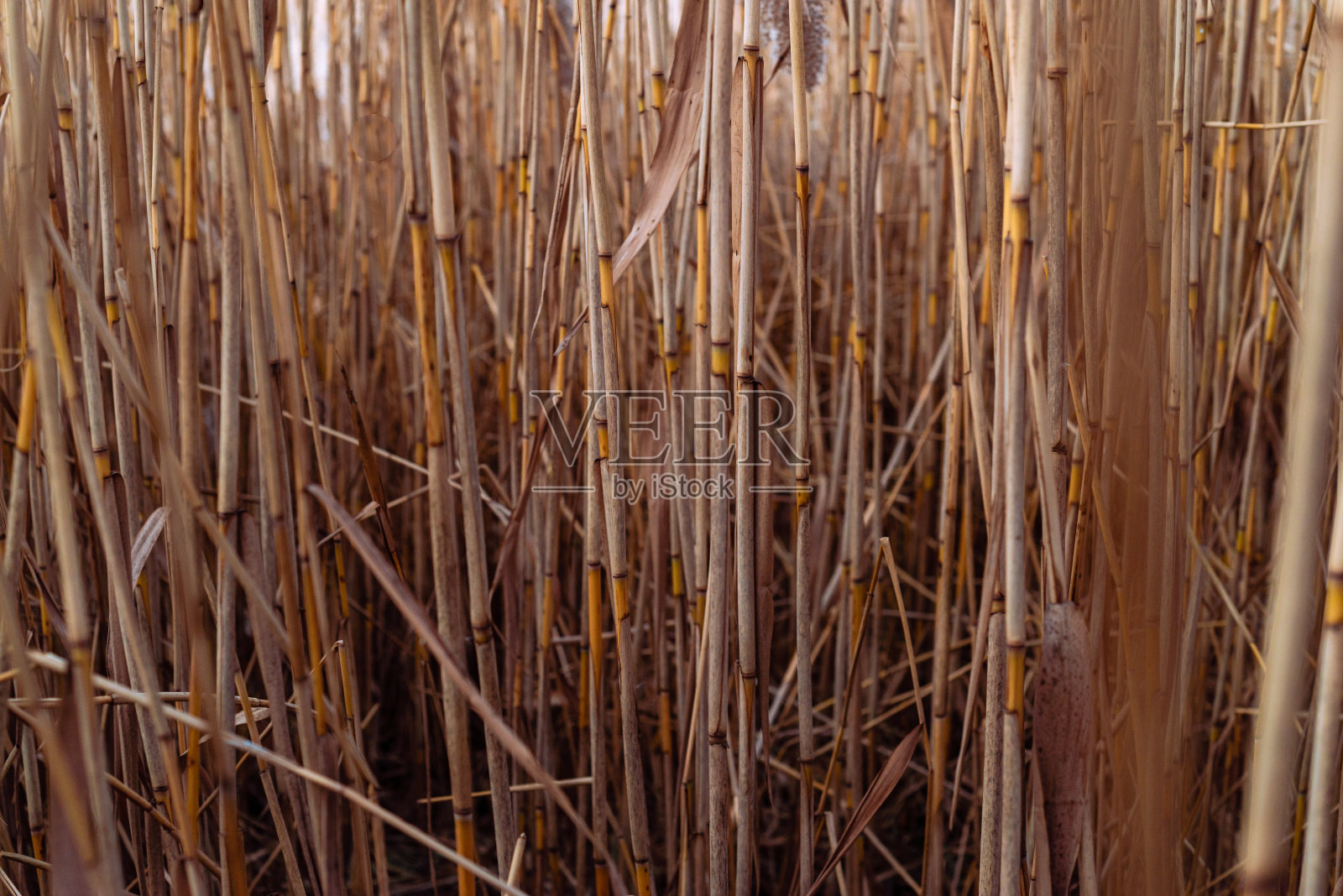 芦苇漂亮的干了常见的芦苇在秋天在河边的风中飘扬,干燥的蓝天,潘帕斯柔软的植物草,户外在浅色粉彩纹理的圆锥花序。照片摄影图片