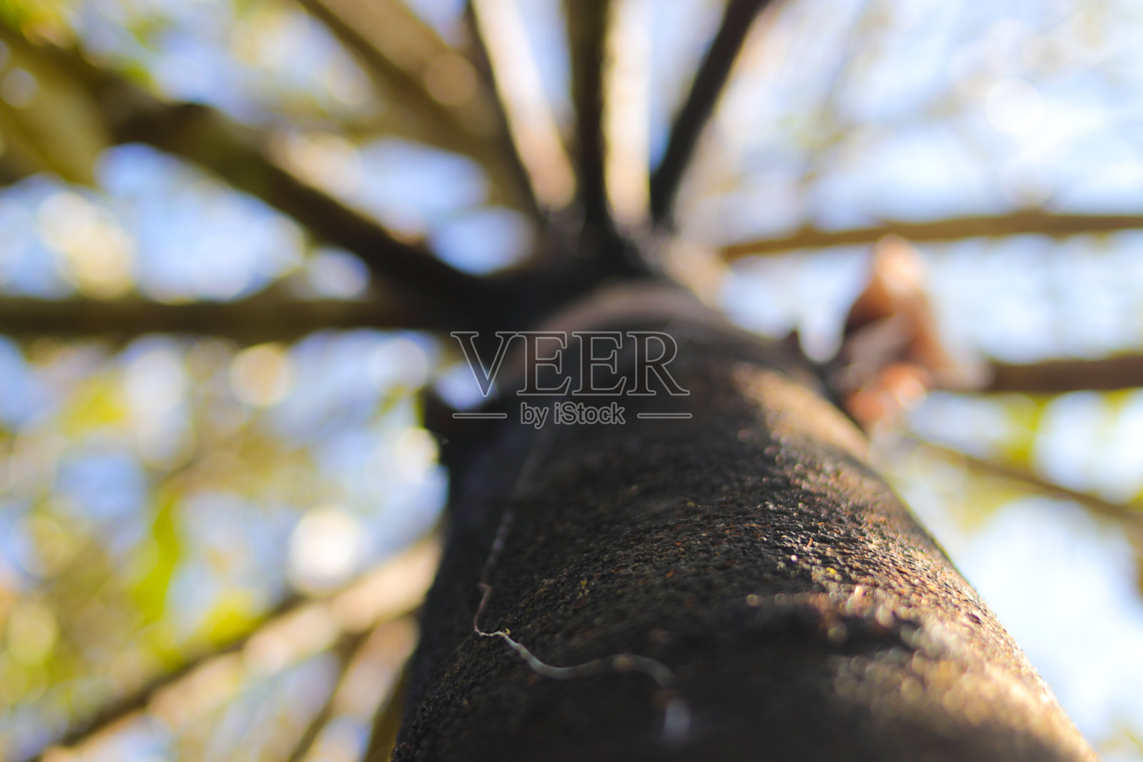 低角度的大树干与bokeh绿叶背景在森林照片摄影图片
