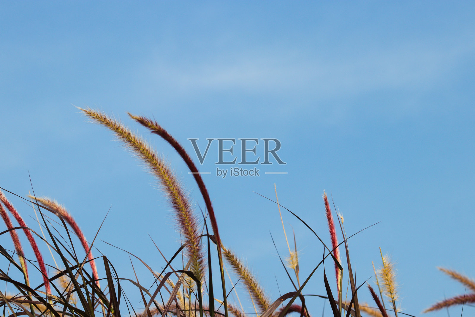 清晨湛蓝的天空映衬着美丽的紫泉草。照片摄影图片