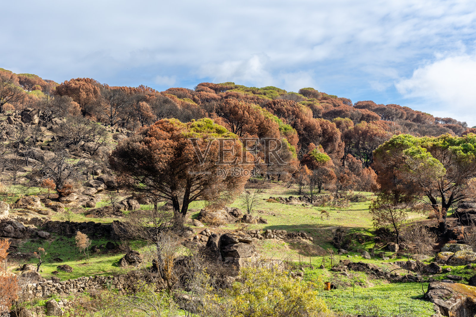 西班牙阿维拉省的霍约·德·皮纳雷斯镇在最近的火灾后被烧毁的景观照片摄影图片