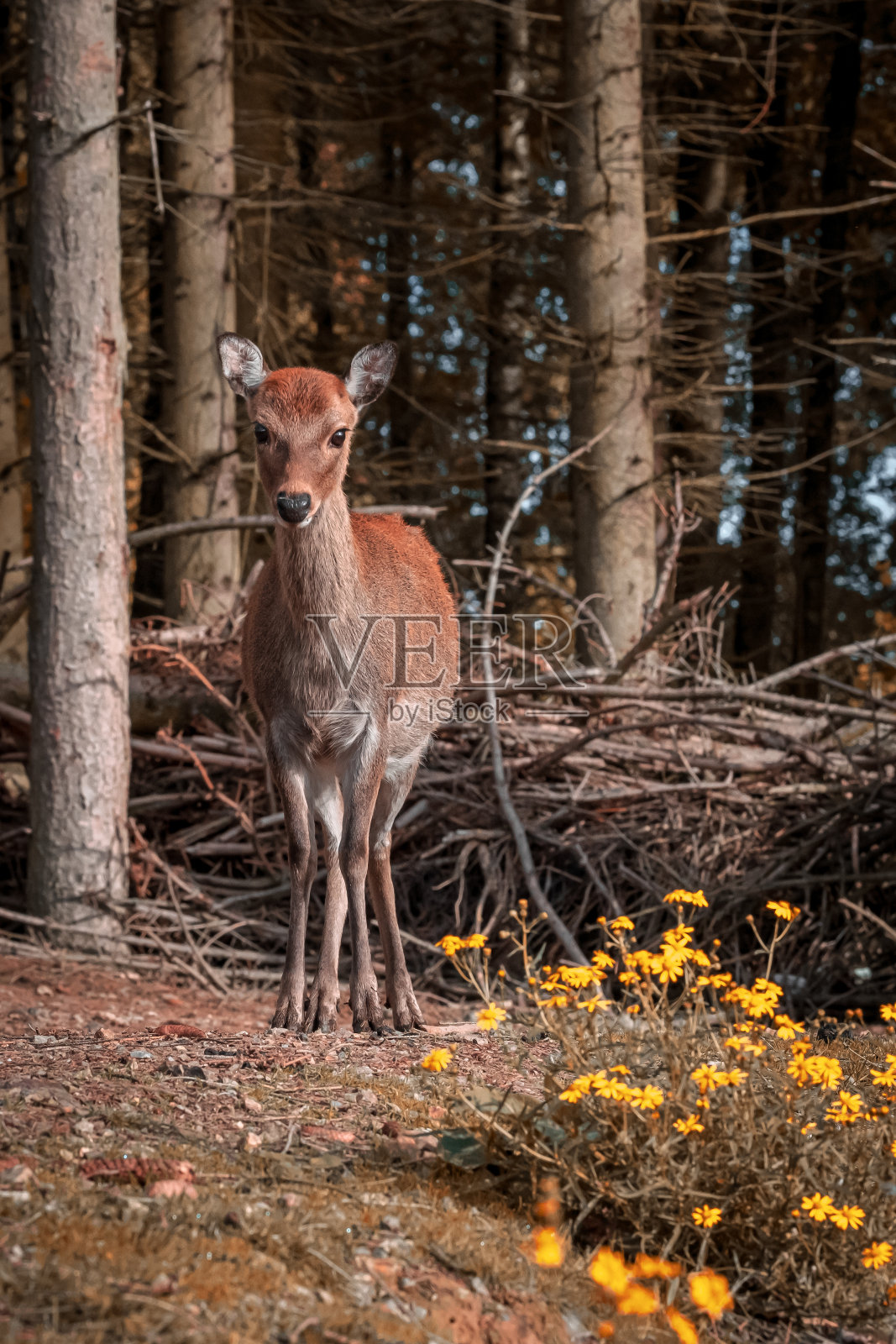 森林里的鹿照片摄影图片