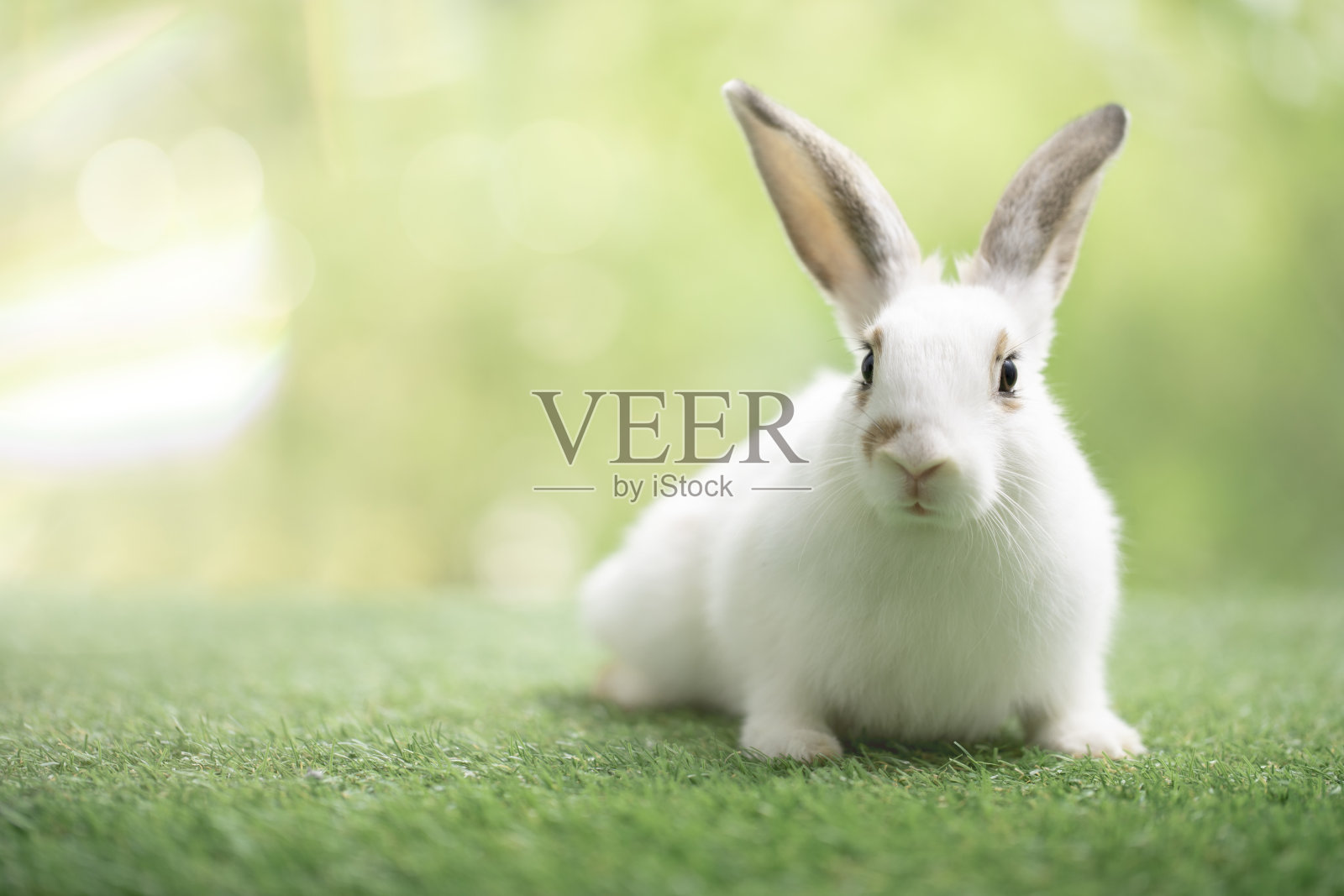 小兔子在绿色的草地上坐着或玩着,可爱的兔子在春天的花园自然背景的草地上照片摄影图片