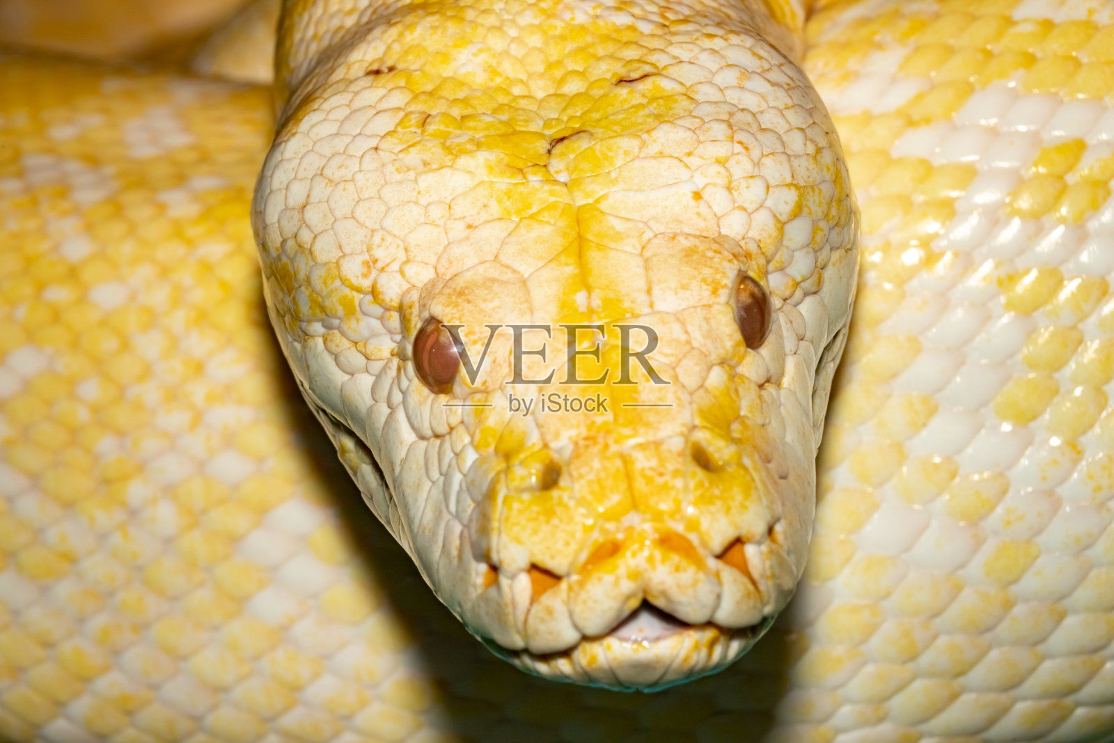 黄色的老虎python。Python molurus。照片摄影图片