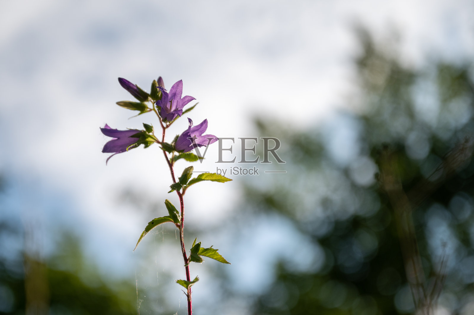 夏天花上有昆虫照片摄影图片