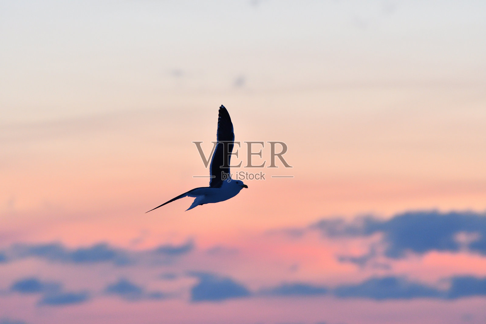 冬天在浮冰上观鸟照片摄影图片