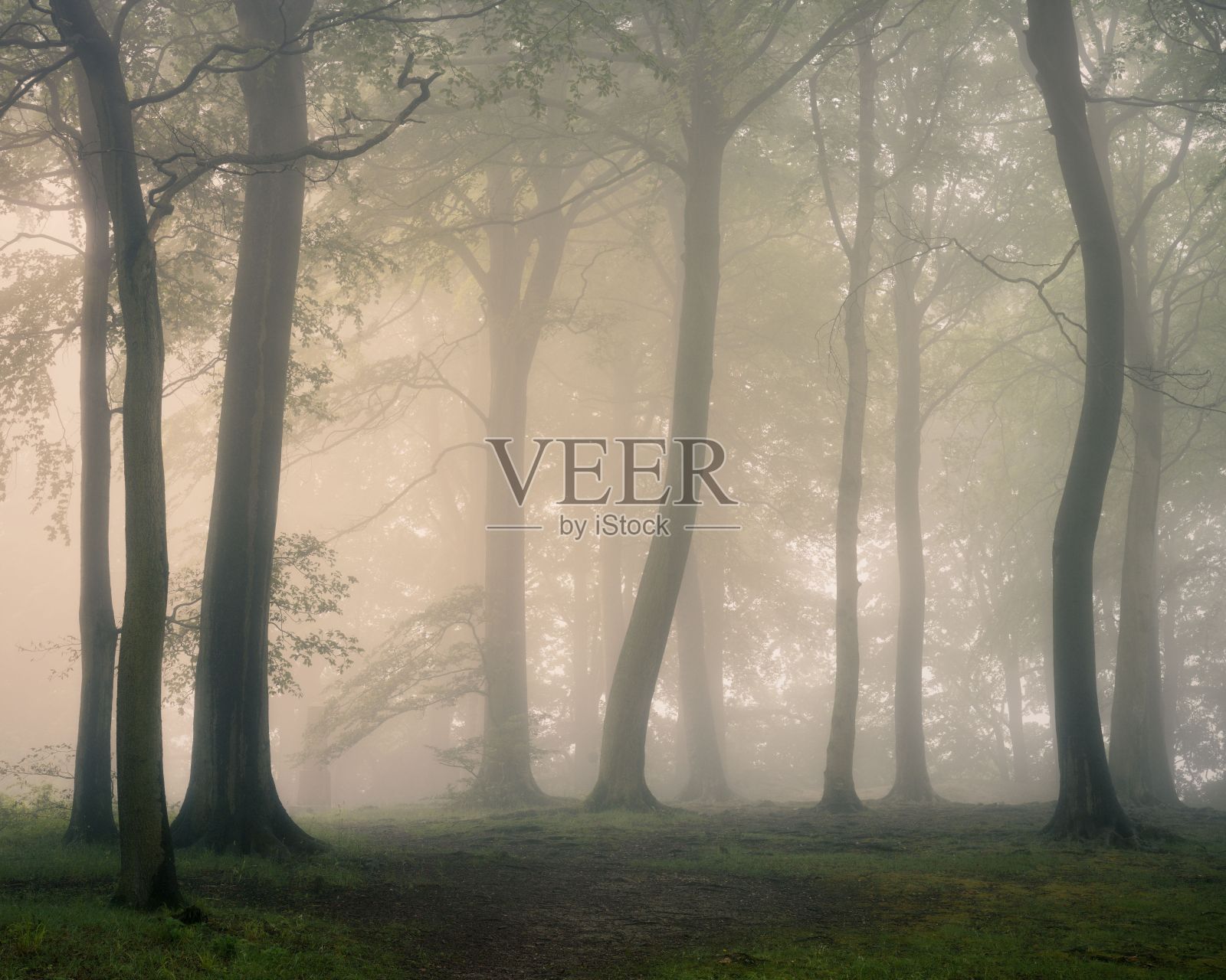 雾蒙蒙的森林中的树干作为凉爽的背景照片摄影图片