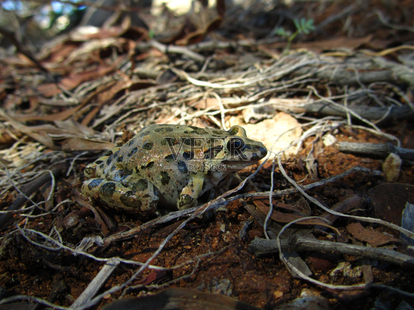 马耳他森林里的地中海彩绘蛙-画眉蛙种照片摄影图片