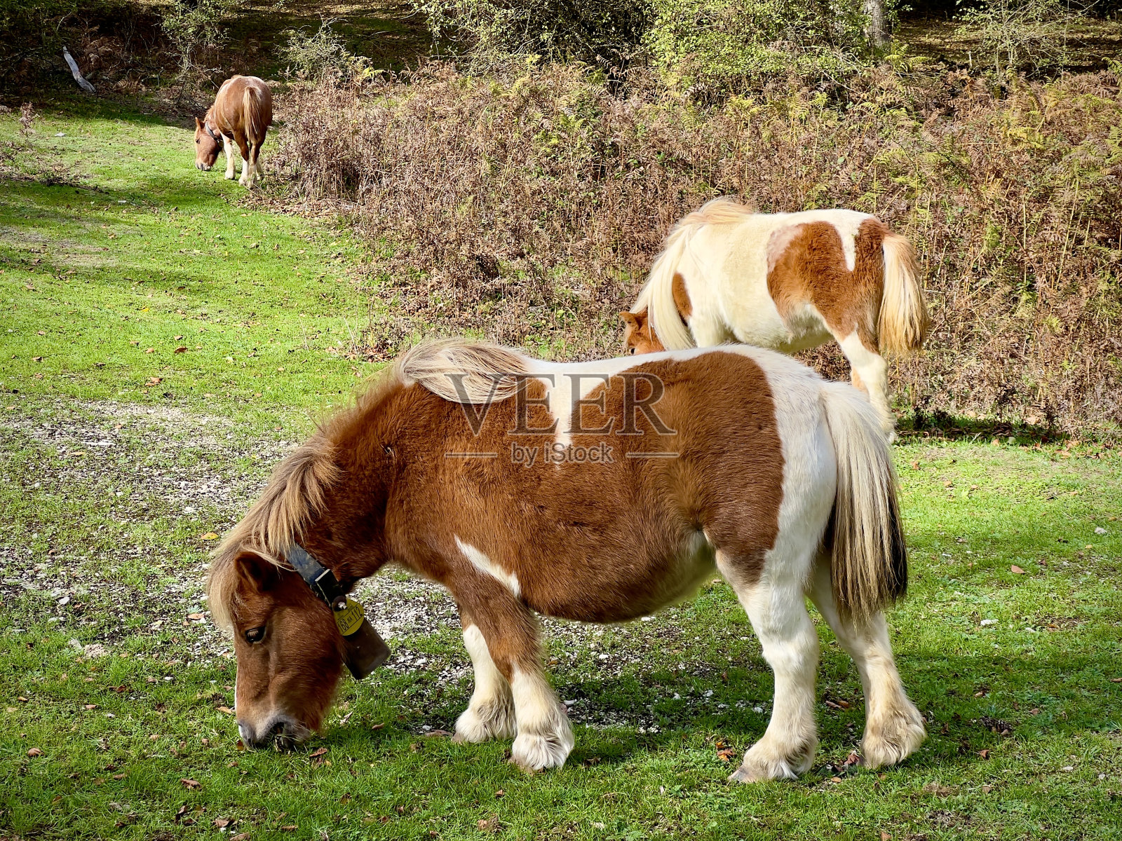 乌尔巴萨山的小马照片摄影图片
