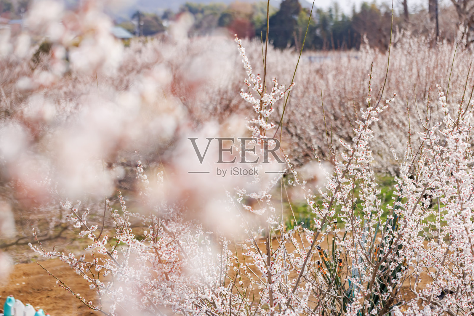 美丽的梅花盛开在神奈川县的郊区照片摄影图片