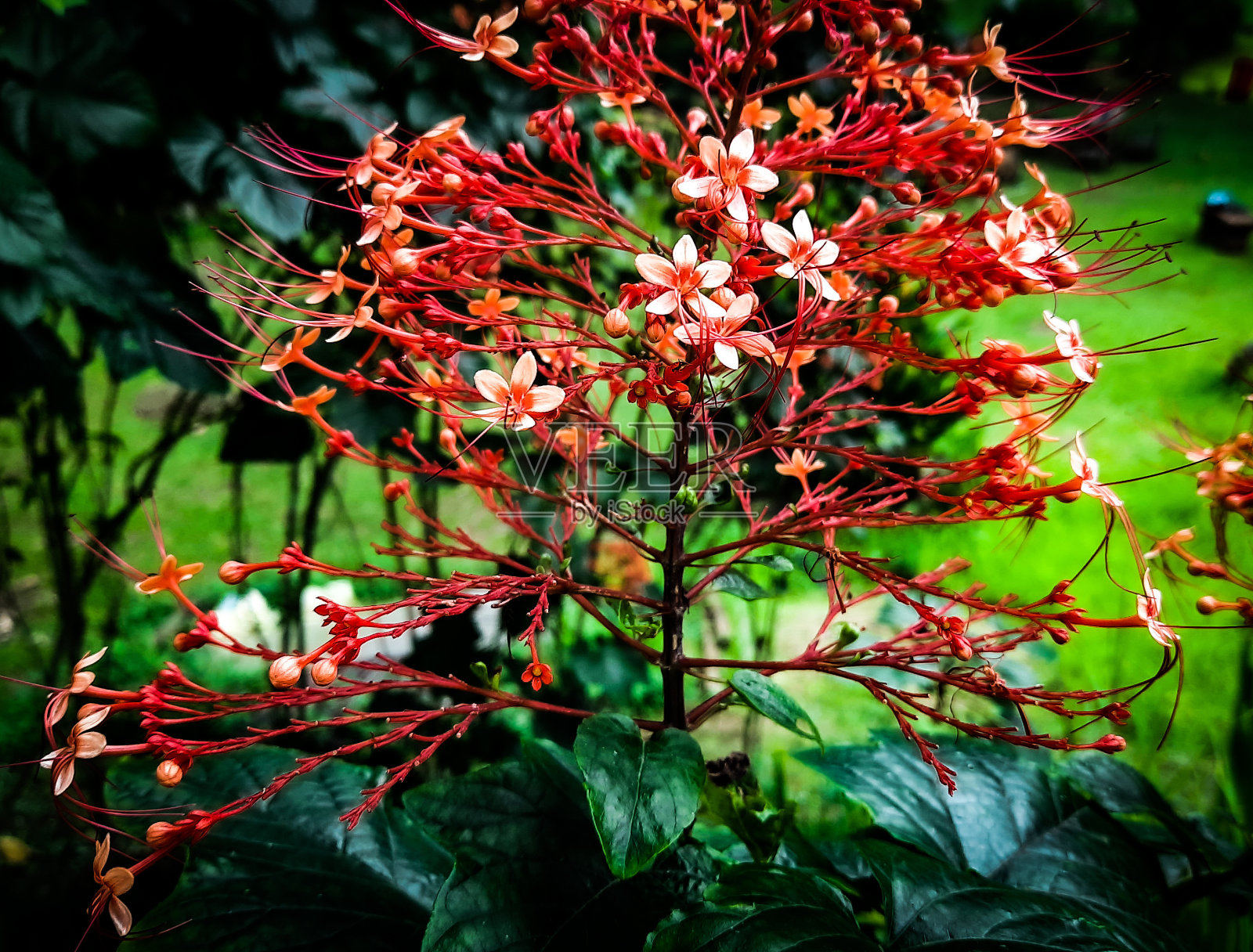 宝塔花照片摄影图片