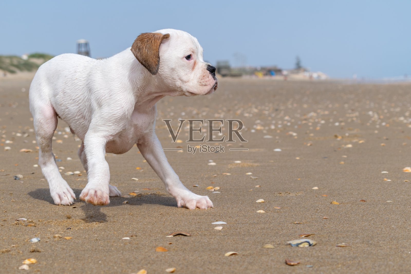 可爱的白色婴儿危地马拉斗牛梗照片摄影图片