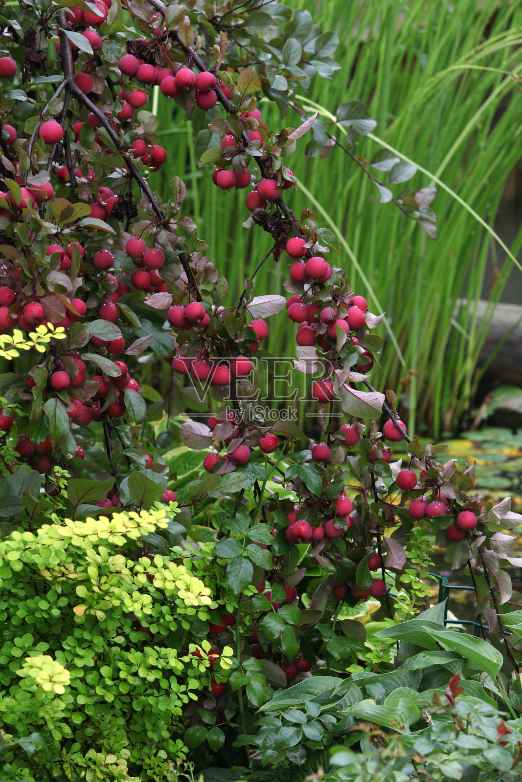 景观装饰。美丽的花园,有池塘,花,苹果树。夏天植物照片摄影图片