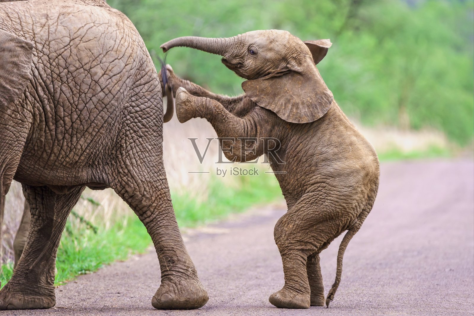 小象站着推着它的妈妈照片摄影图片