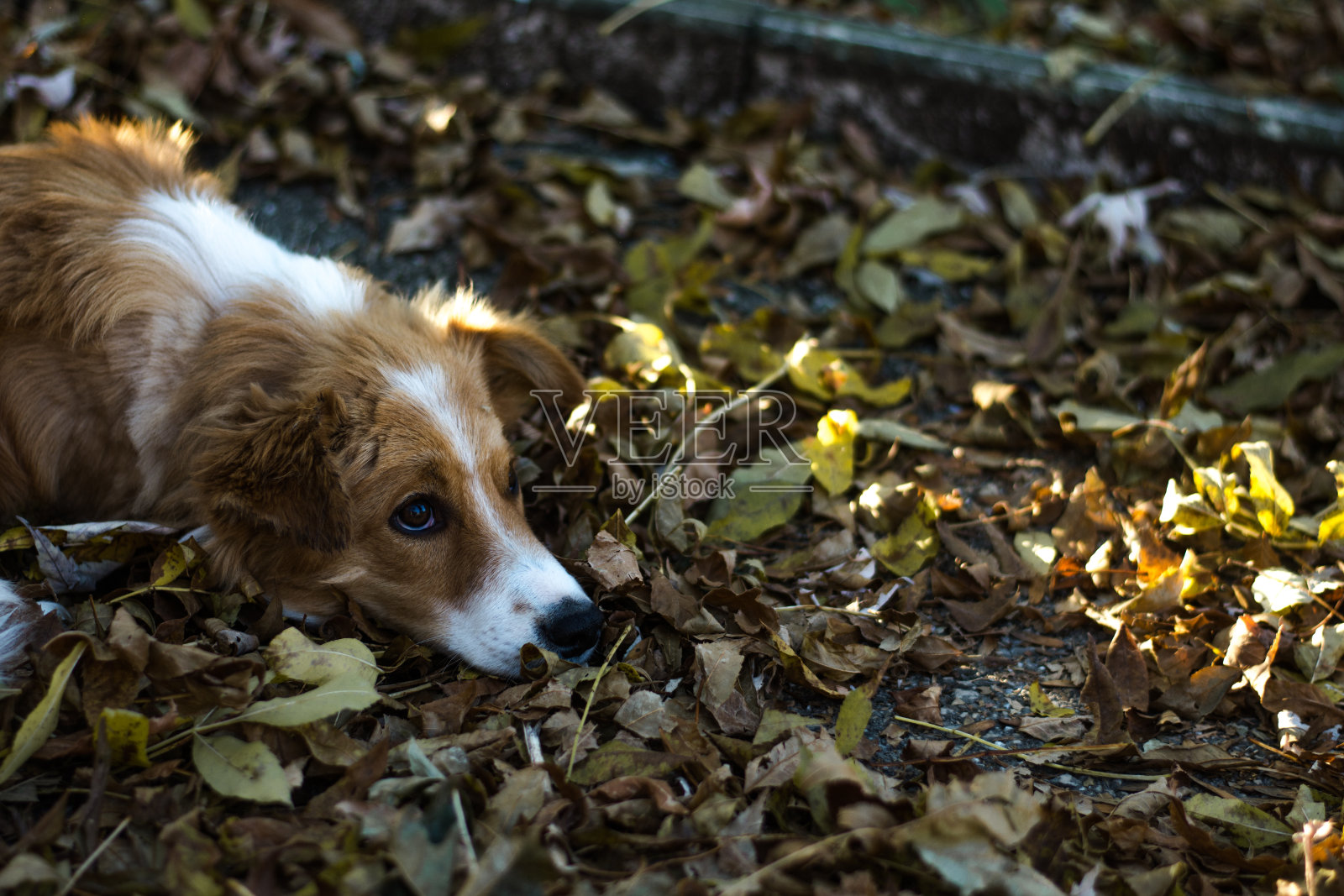 悲伤的棕色小狗躺在地上照片摄影图片
