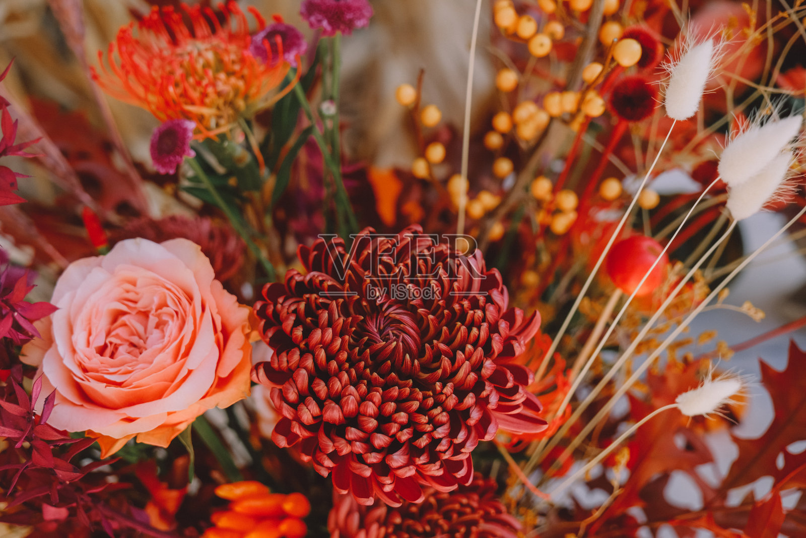 深色李子紫色菊花和粉红色玫瑰花的背景。照片摄影图片