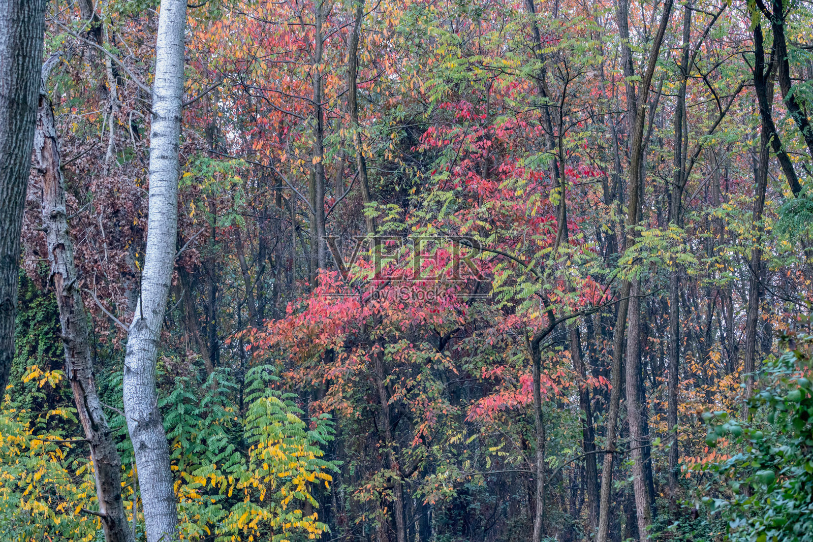 在一个受保护的自然保护区,秋天树木繁茂。照片摄影图片